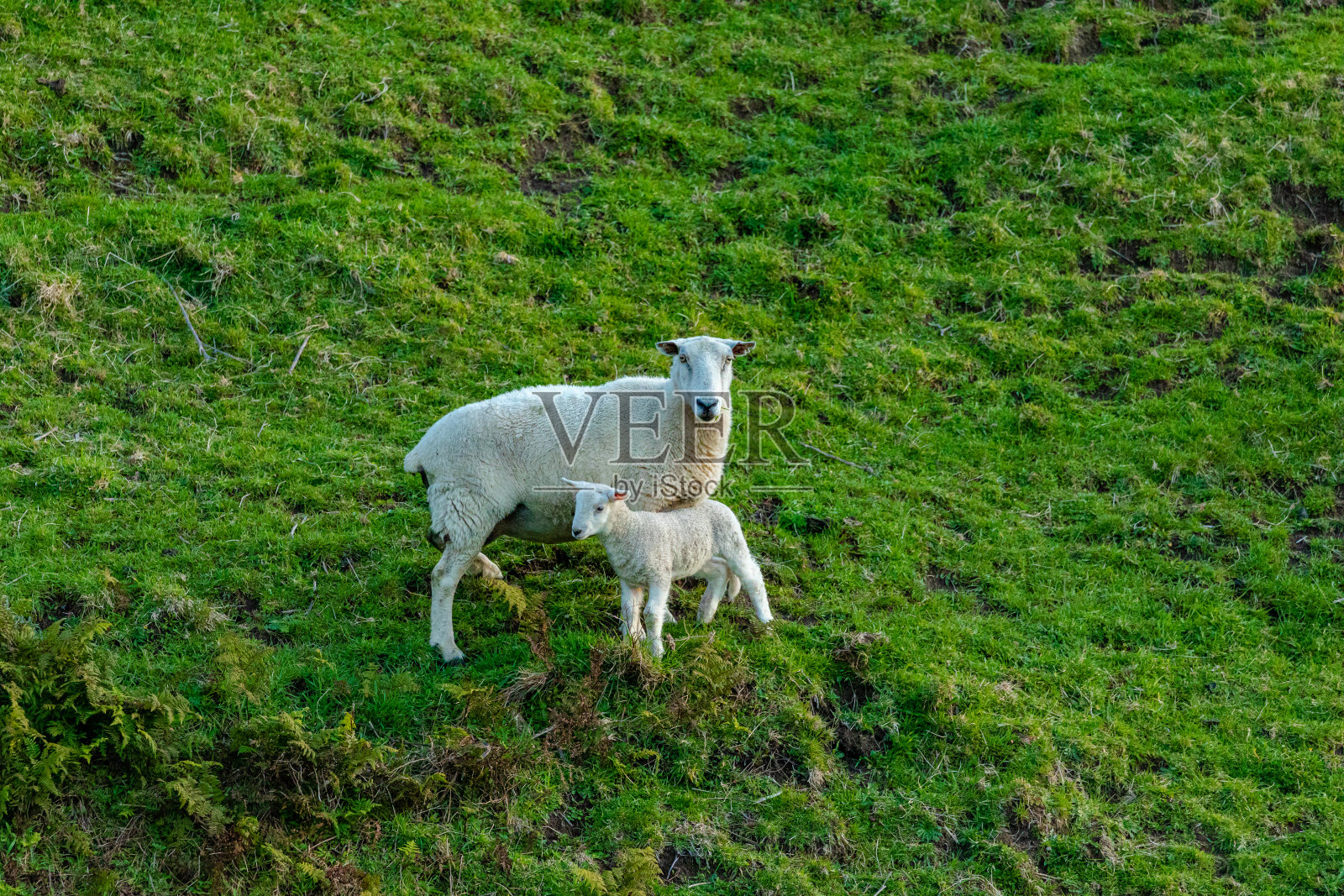 新生羊羔和它们的妈妈照片摄影图片