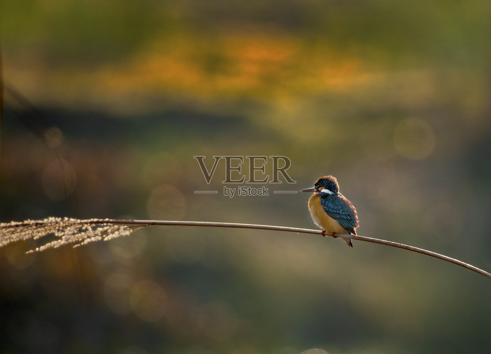 巴基斯坦的普通翠鸟或欧洲翠鸟照片摄影图片