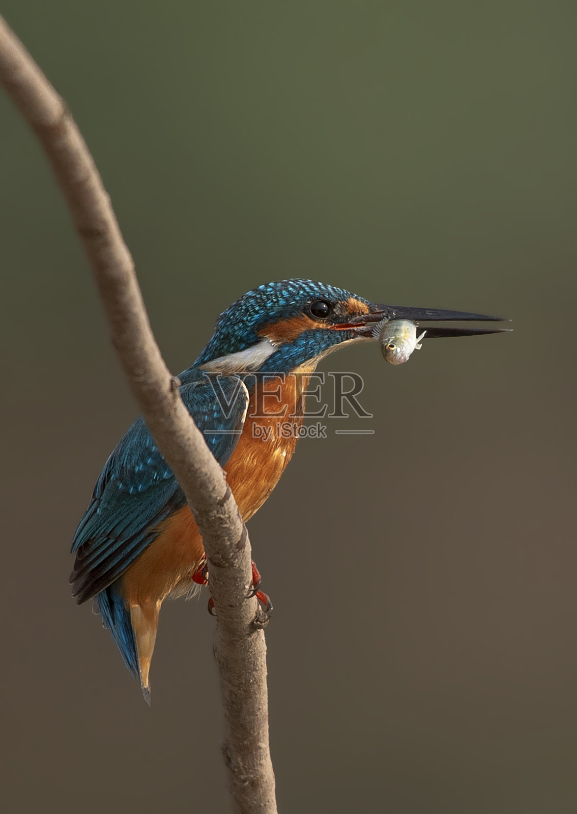 巴基斯坦的普通翠鸟或欧洲翠鸟照片摄影图片