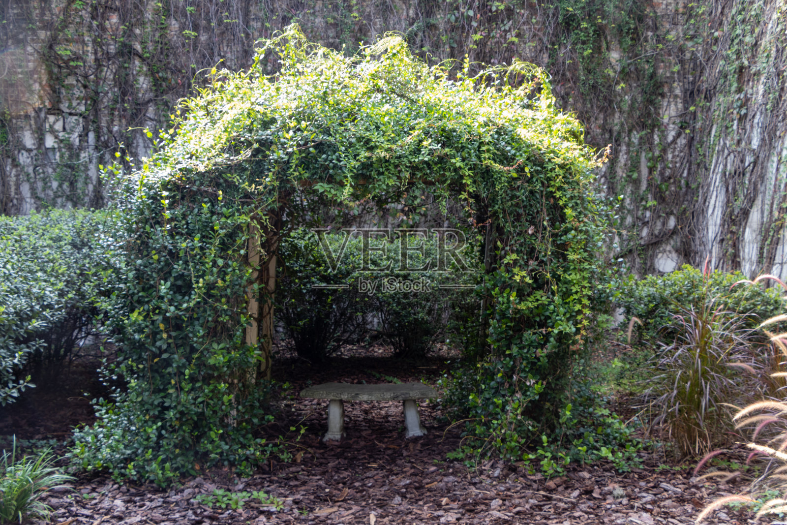 葡萄拱门照片摄影图片
