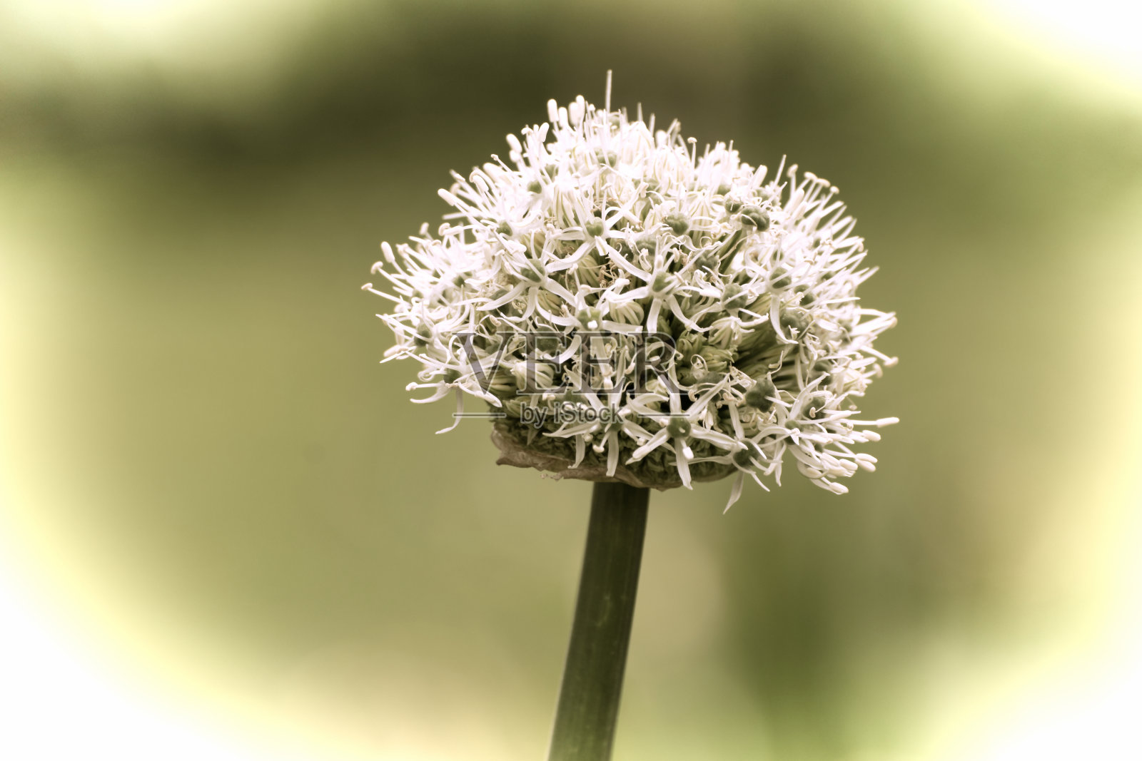 在古老的摄影风格的春天,花园中一朵美丽的花的特写照片摄影图片