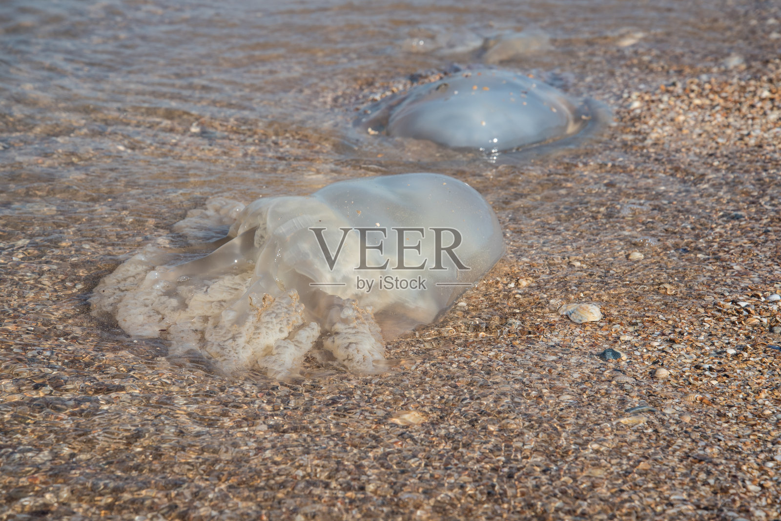 水母,被海浪冲上岸。死海的居民。照片摄影图片