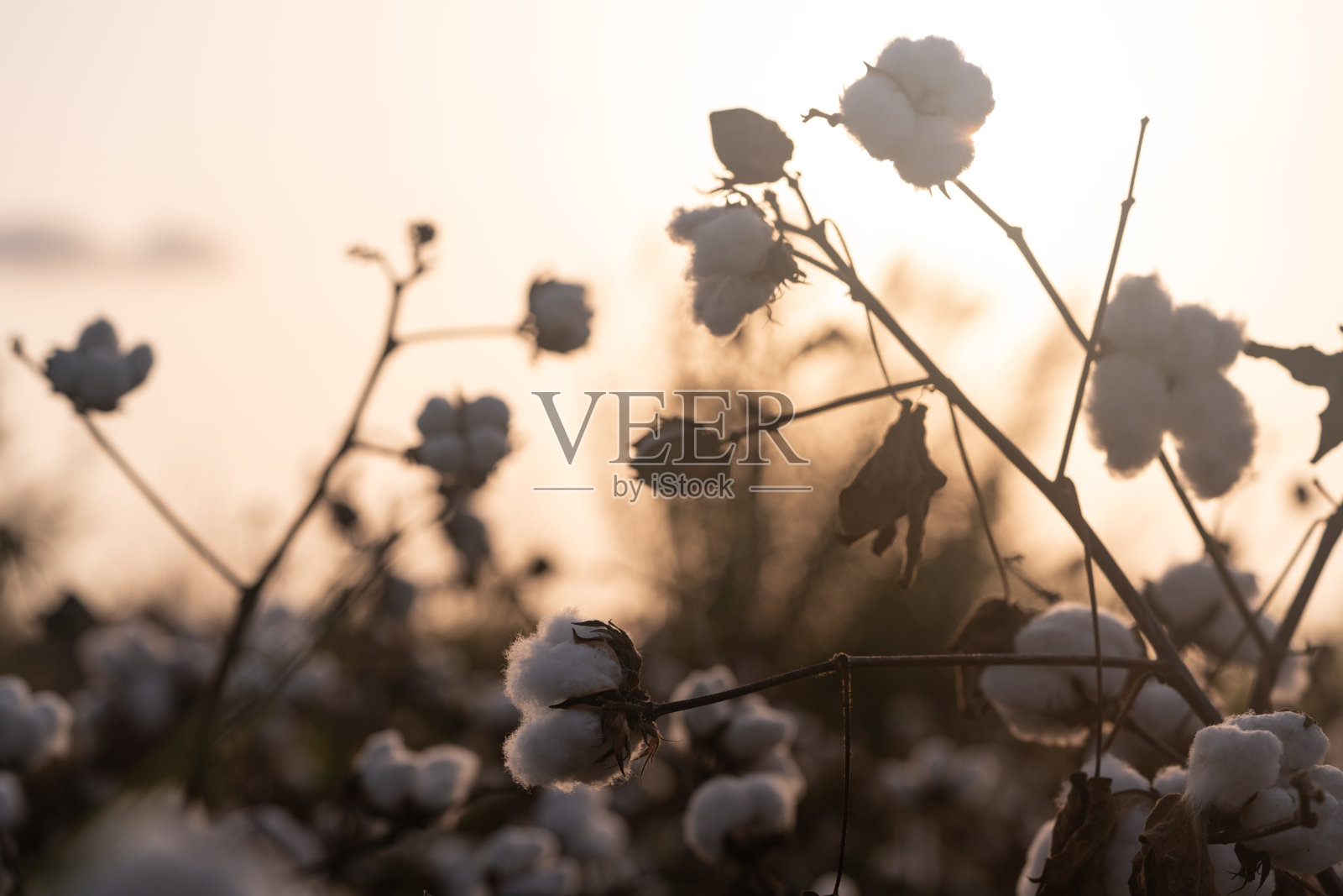 日落时分棉田上的棉铃照片照片摄影图片