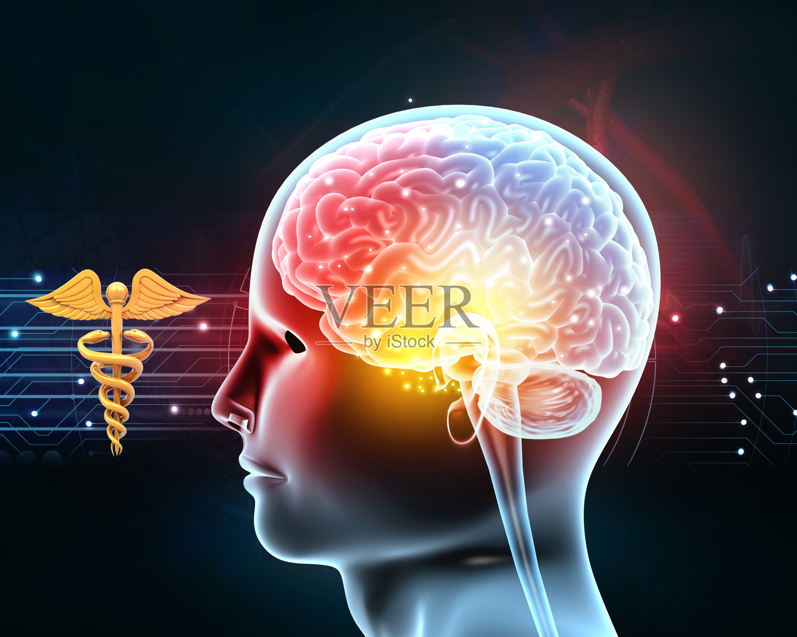 人头anatomyanatomy照片摄影图片