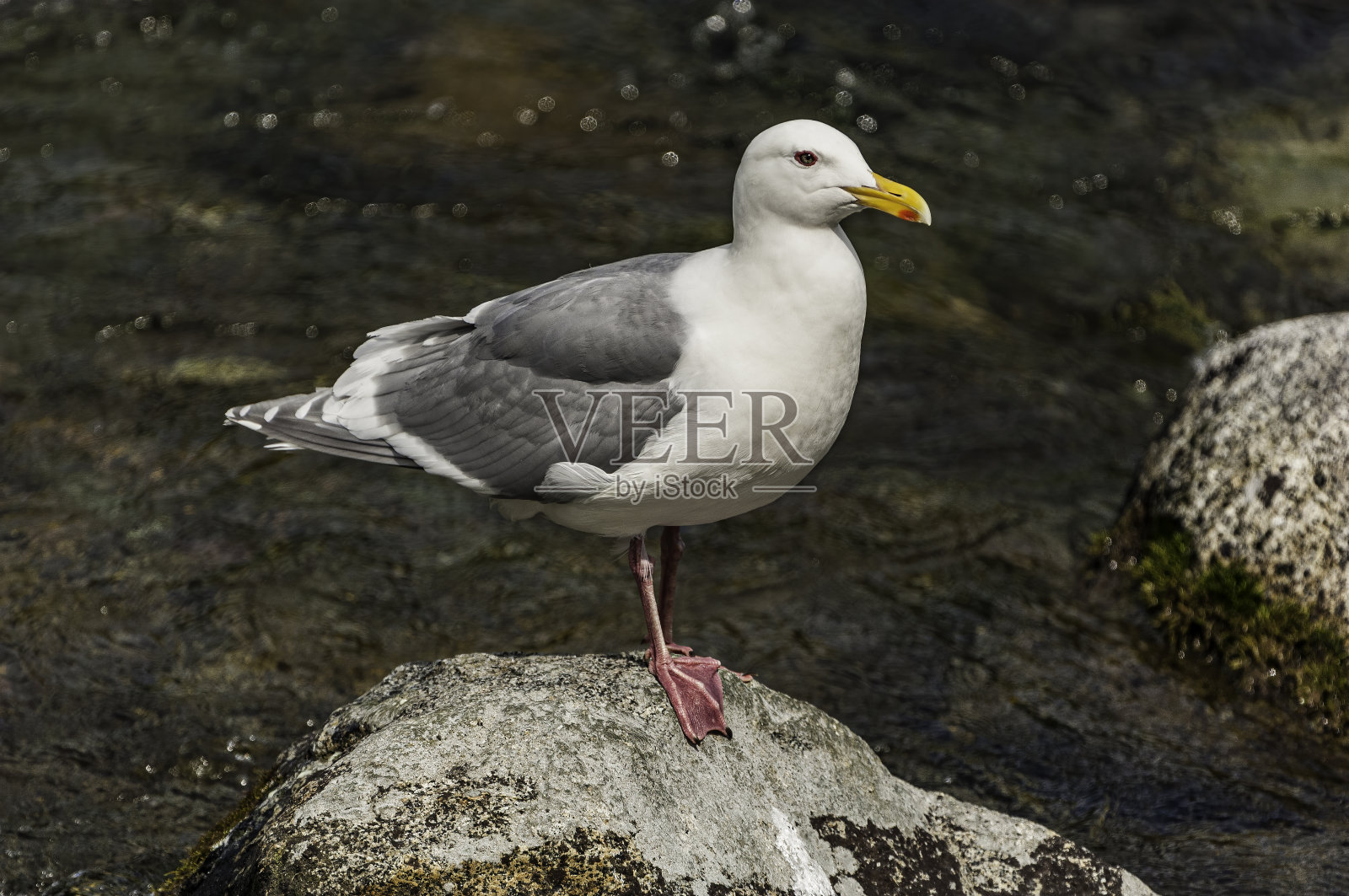 白霜翼鸥,白霜翼鸥,卡特迈国家公园,阿拉斯加照片摄影图片