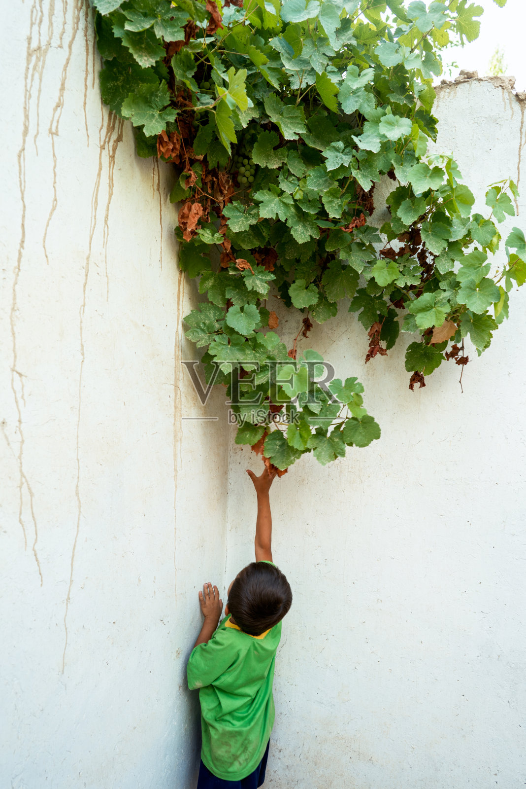 那个伸出手去摘葡萄的小男孩在角落里照片摄影图片