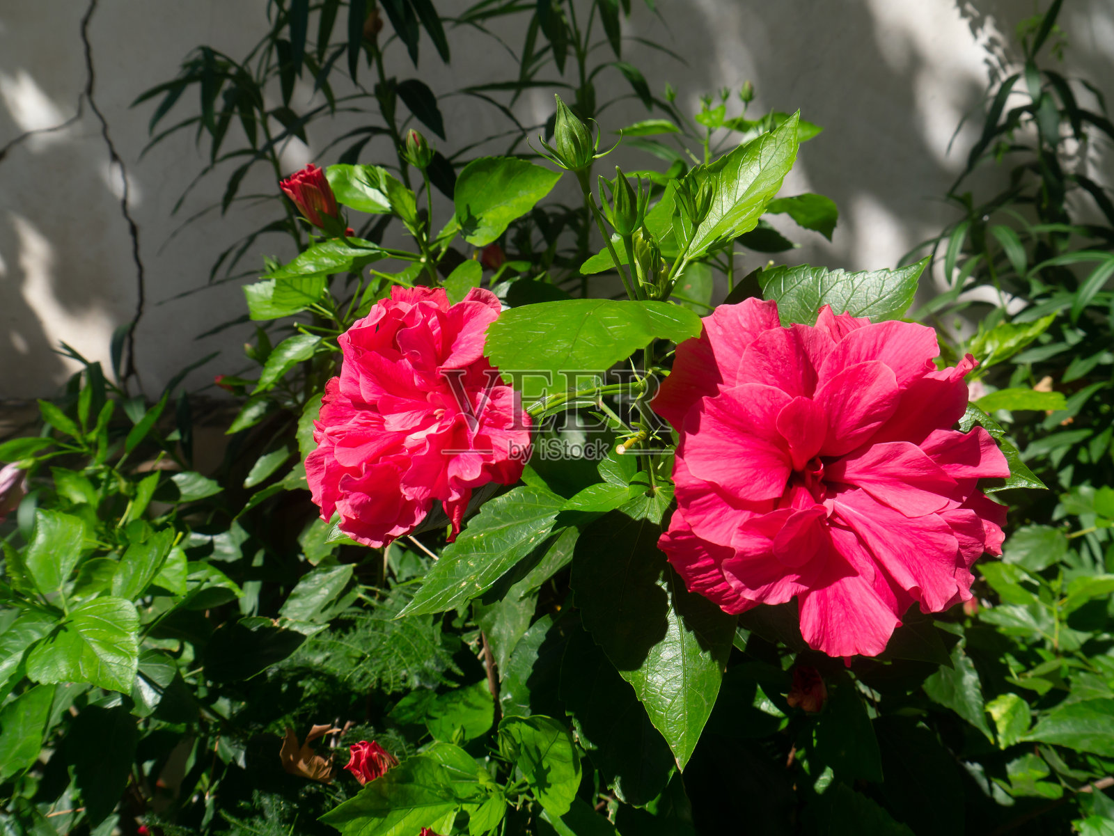 有红色花的植物叫木槿照片摄影图片