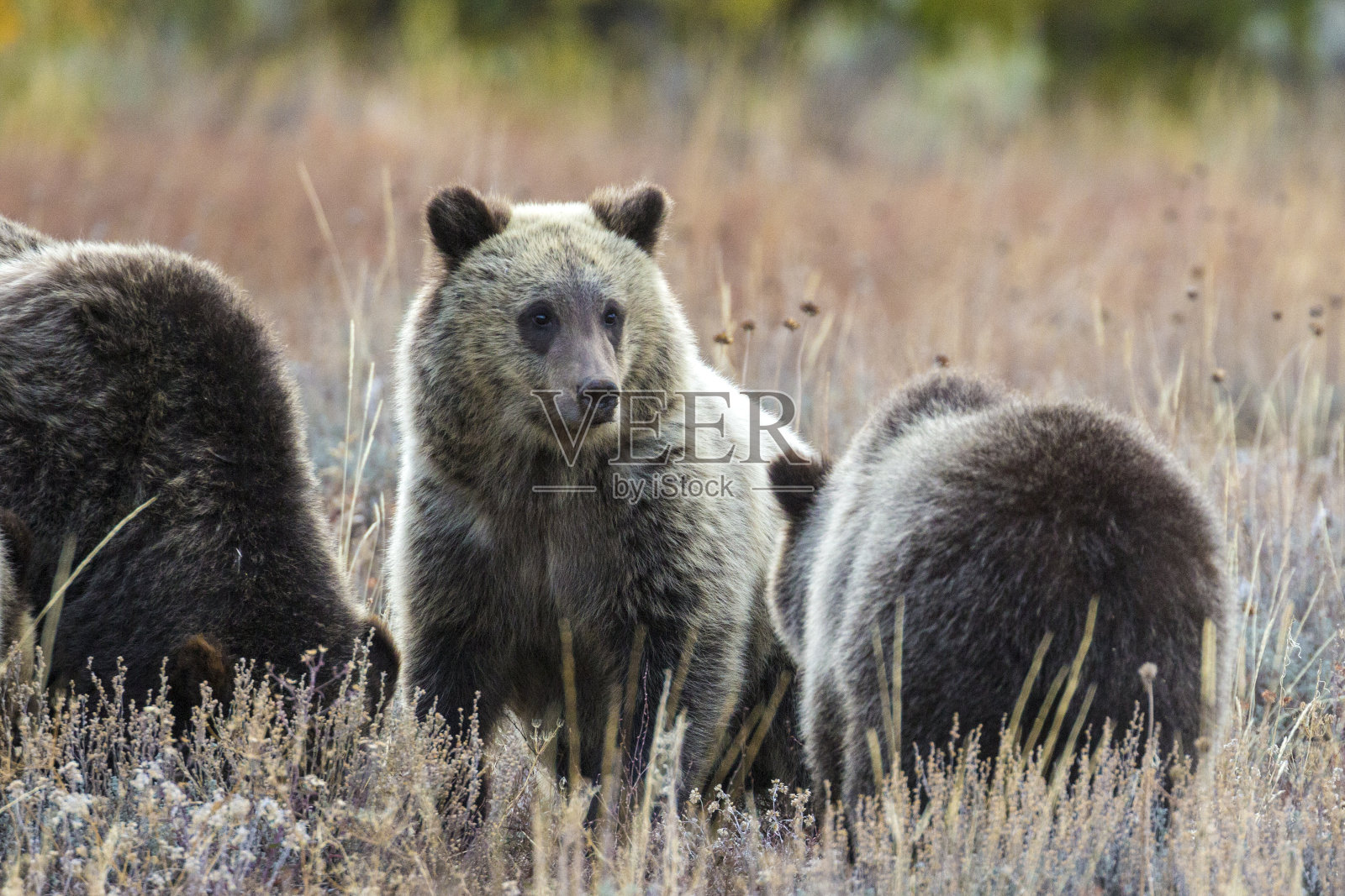 灰熊399和她的幼崽在吃草照片摄影图片