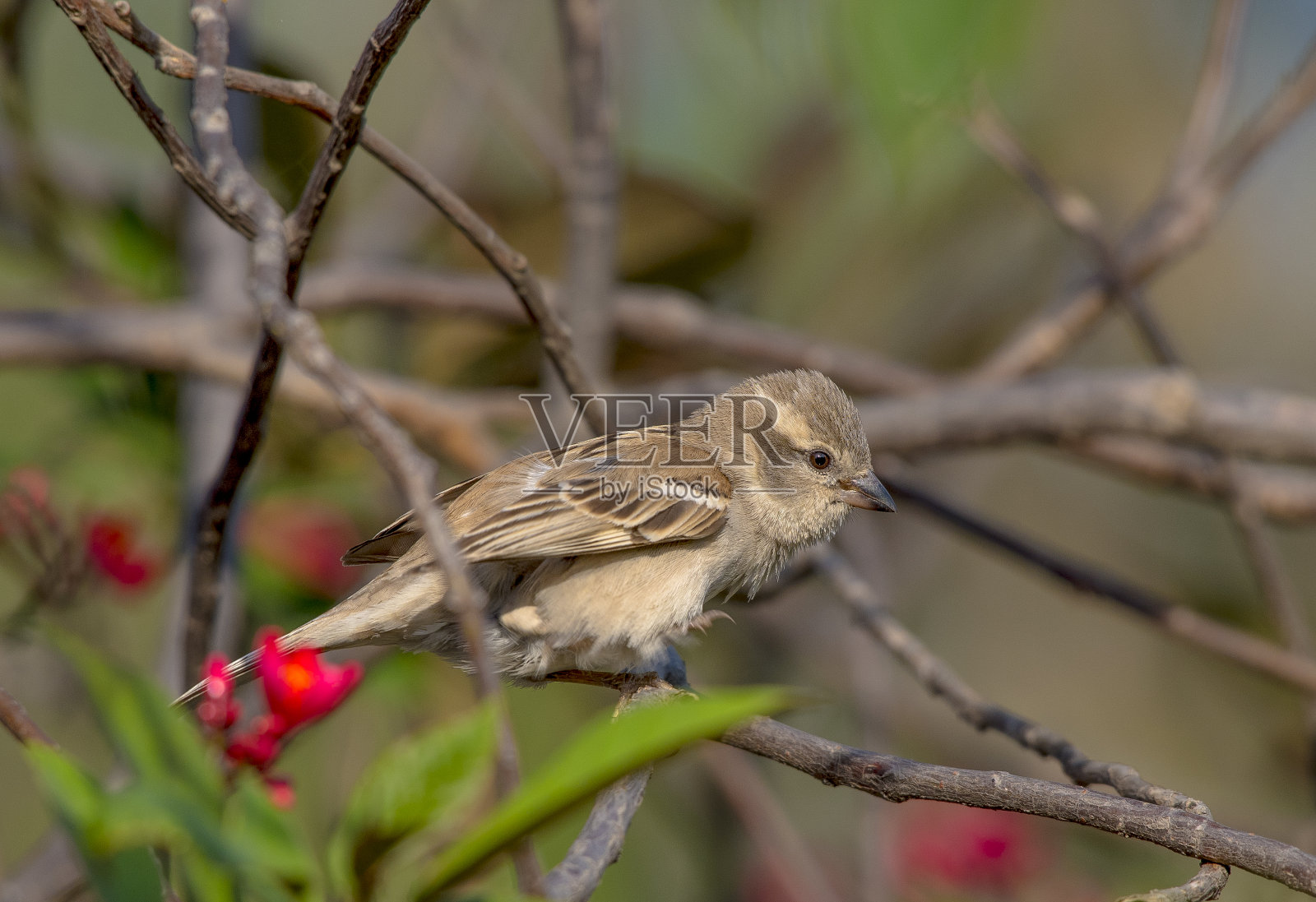 巴基斯坦的普通翠鸟或欧洲翠鸟照片摄影图片