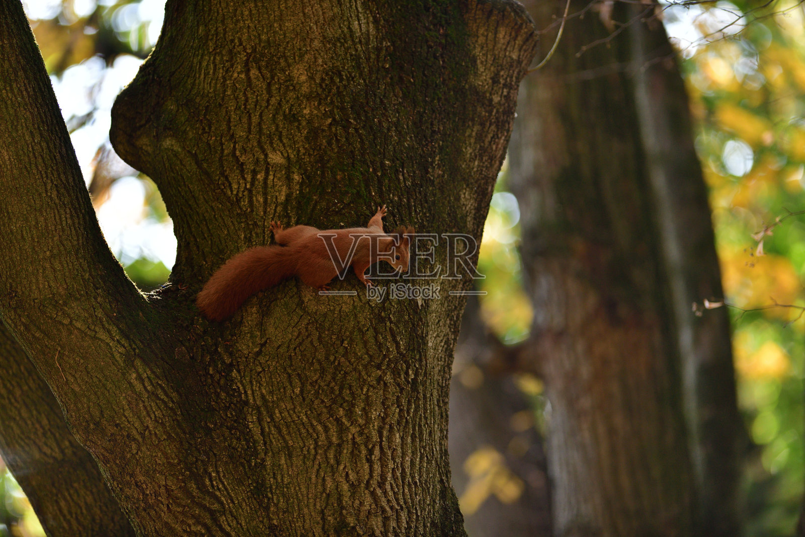 潜伏在树枝上的欧亚红松鼠照片摄影图片