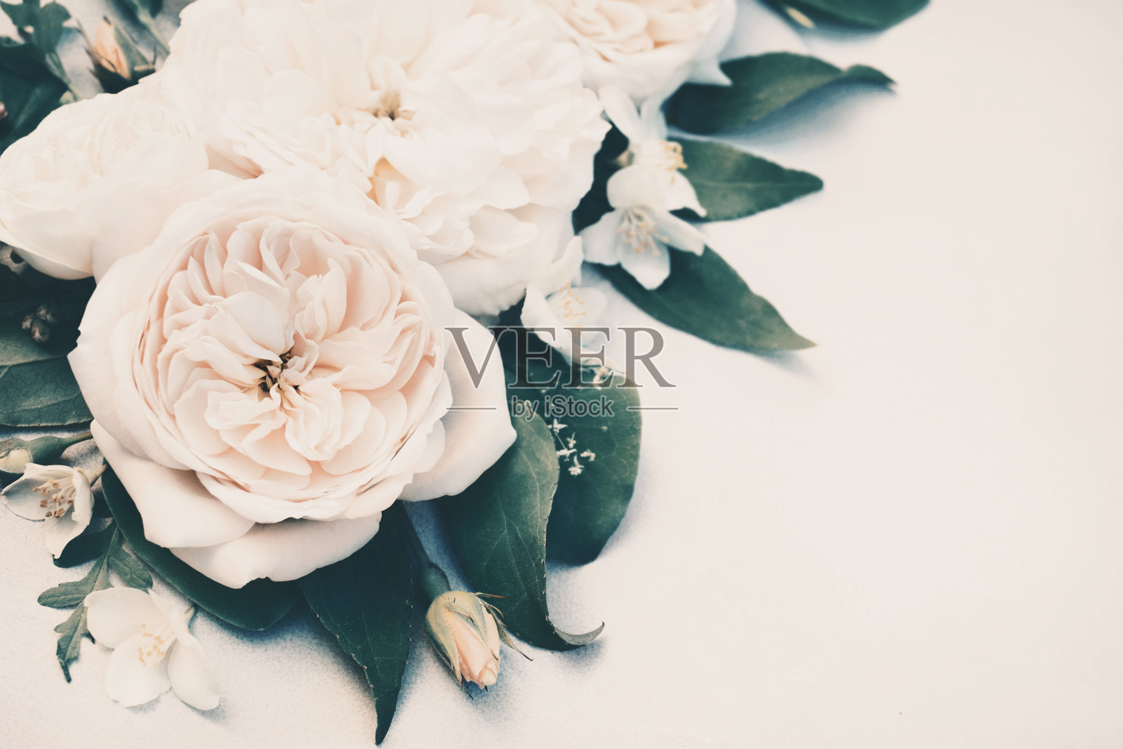 娇嫩的玫瑰和鲜花照片摄影图片