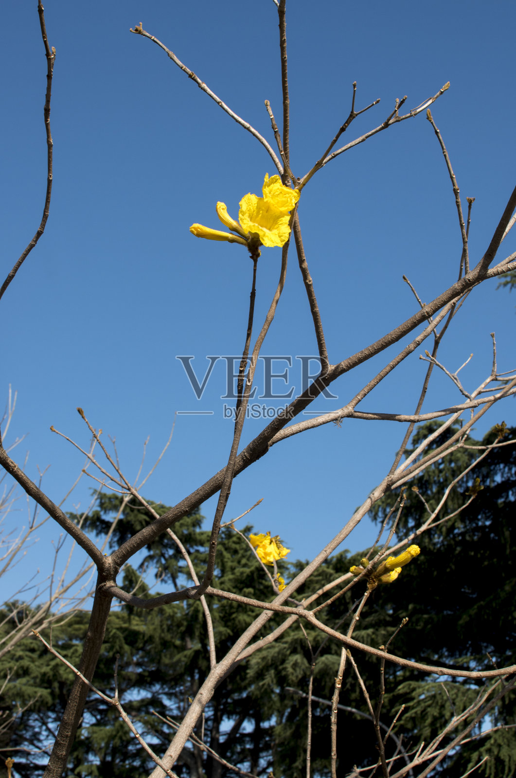 黄色lapacho照片摄影图片