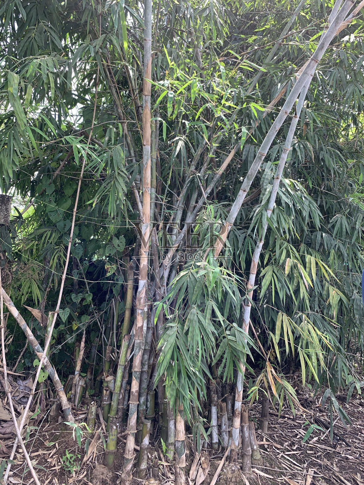 种植园照片摄影图片