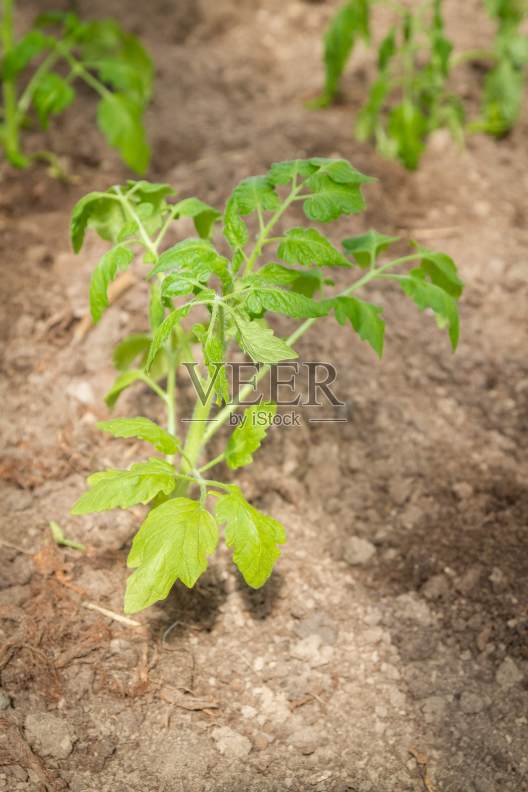 西红柿幼苗生长在花园的温室里照片摄影图片