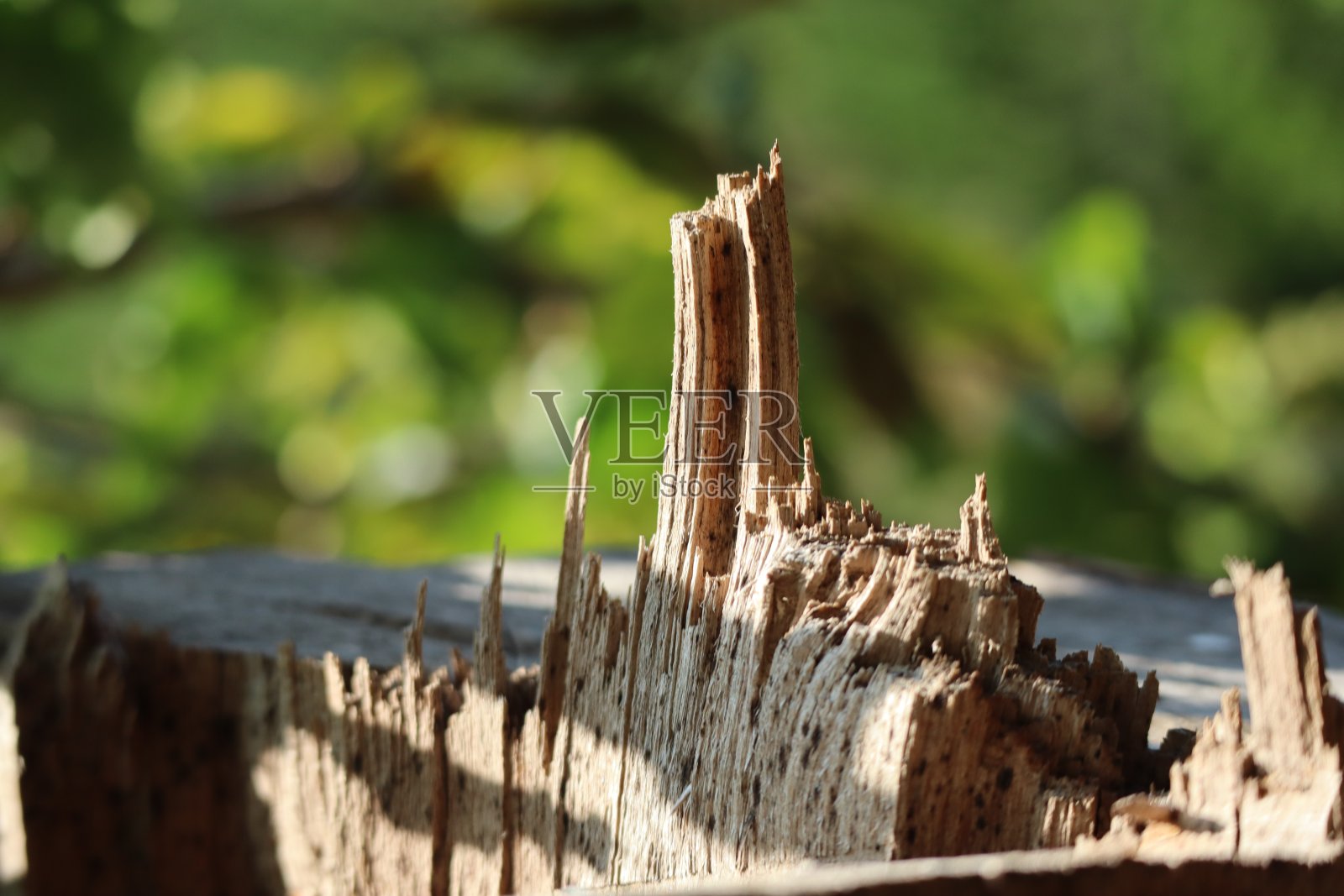 木桩,拍摄于自然,对木艺术设计,森林背景观照片摄影图片