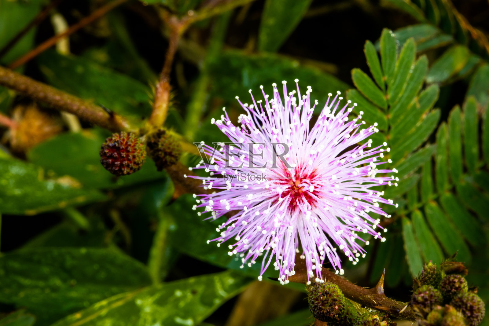 特写的粉红色和紫色含羞草花或敏感植物与绿色的叶子背景。照片摄影图片