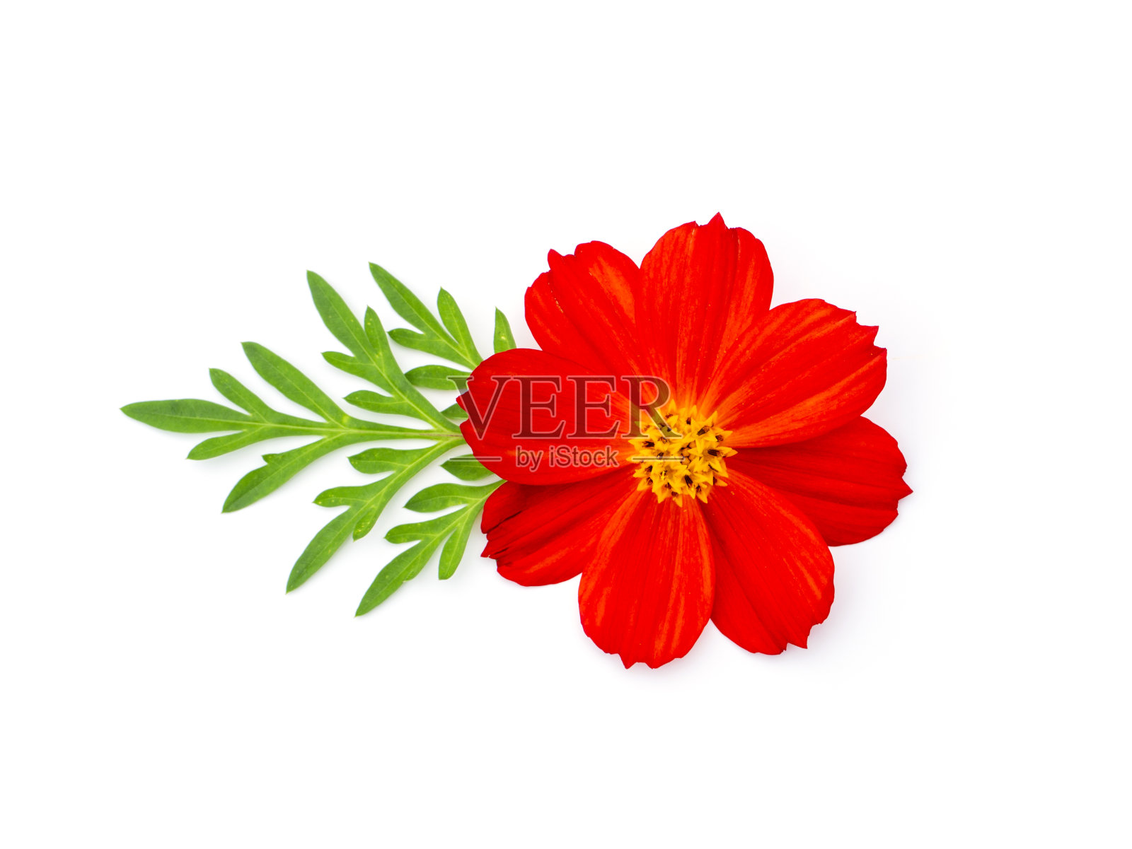 近距离观察深粉色的宇宙花照片摄影图片