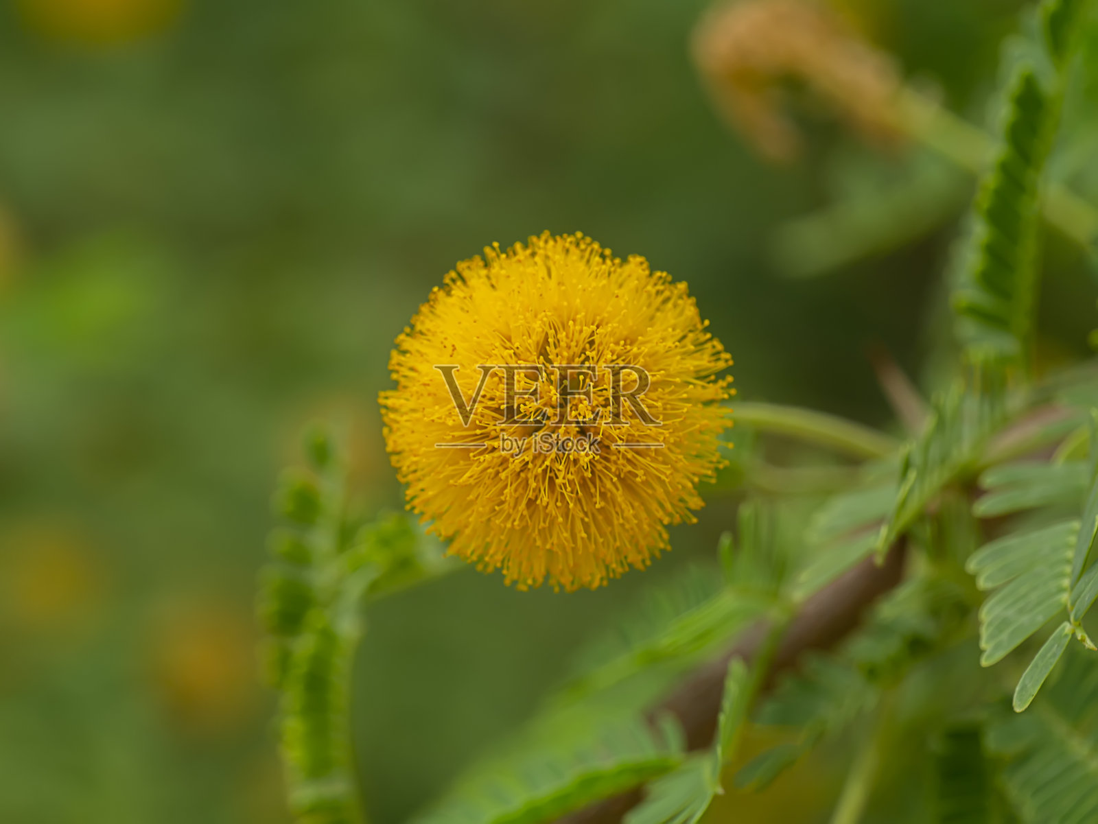 金合欢树的黄花特写照片摄影图片