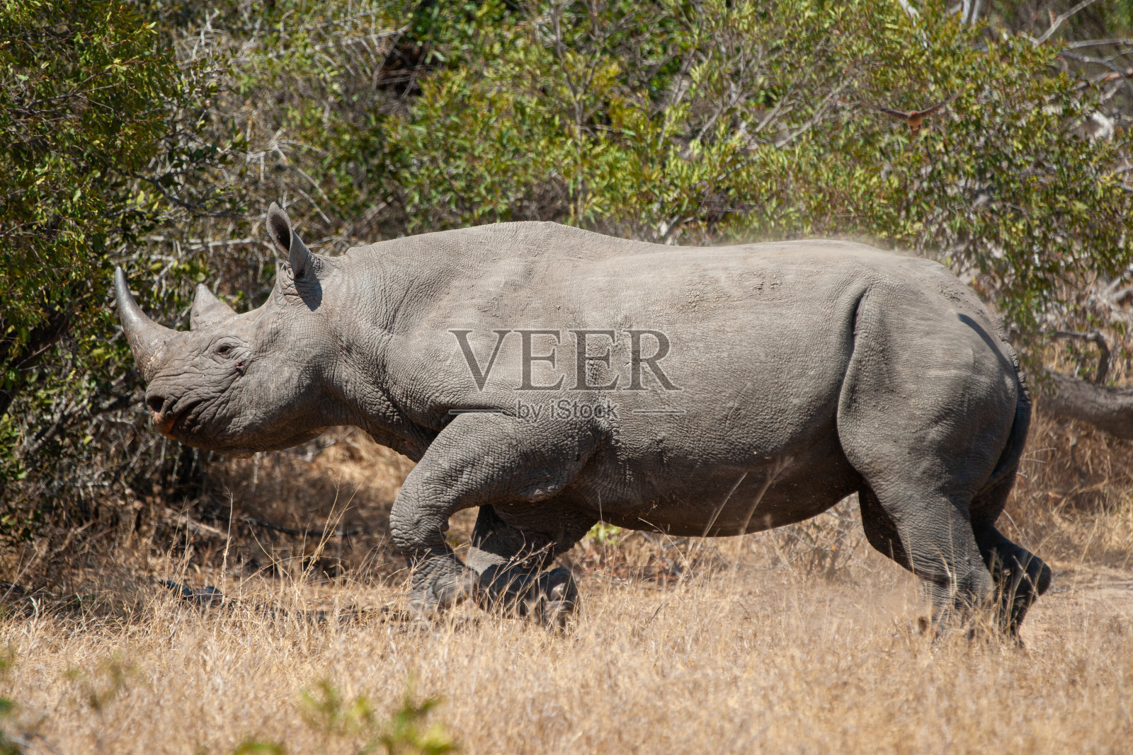 非洲黑犀牛照片摄影图片