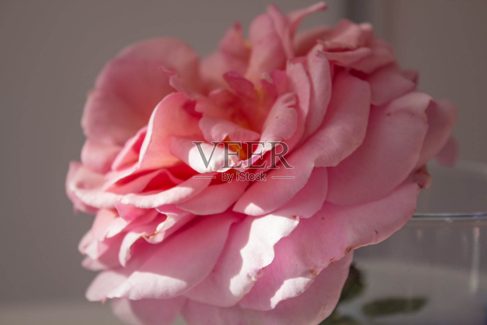 最小的玫瑰背景博客布局。静物,一个繁茂的天鹅绒粉红色玫瑰在一个花瓶特写照片摄影图片