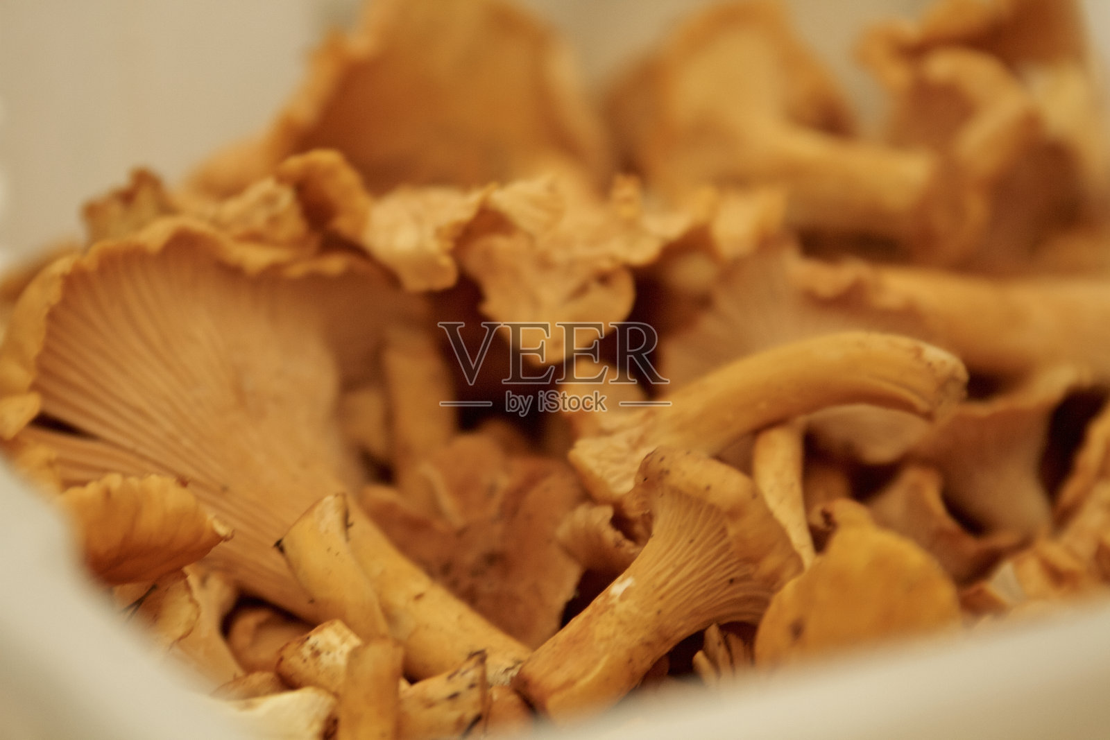 鸡油菌蘑菇照片摄影图片