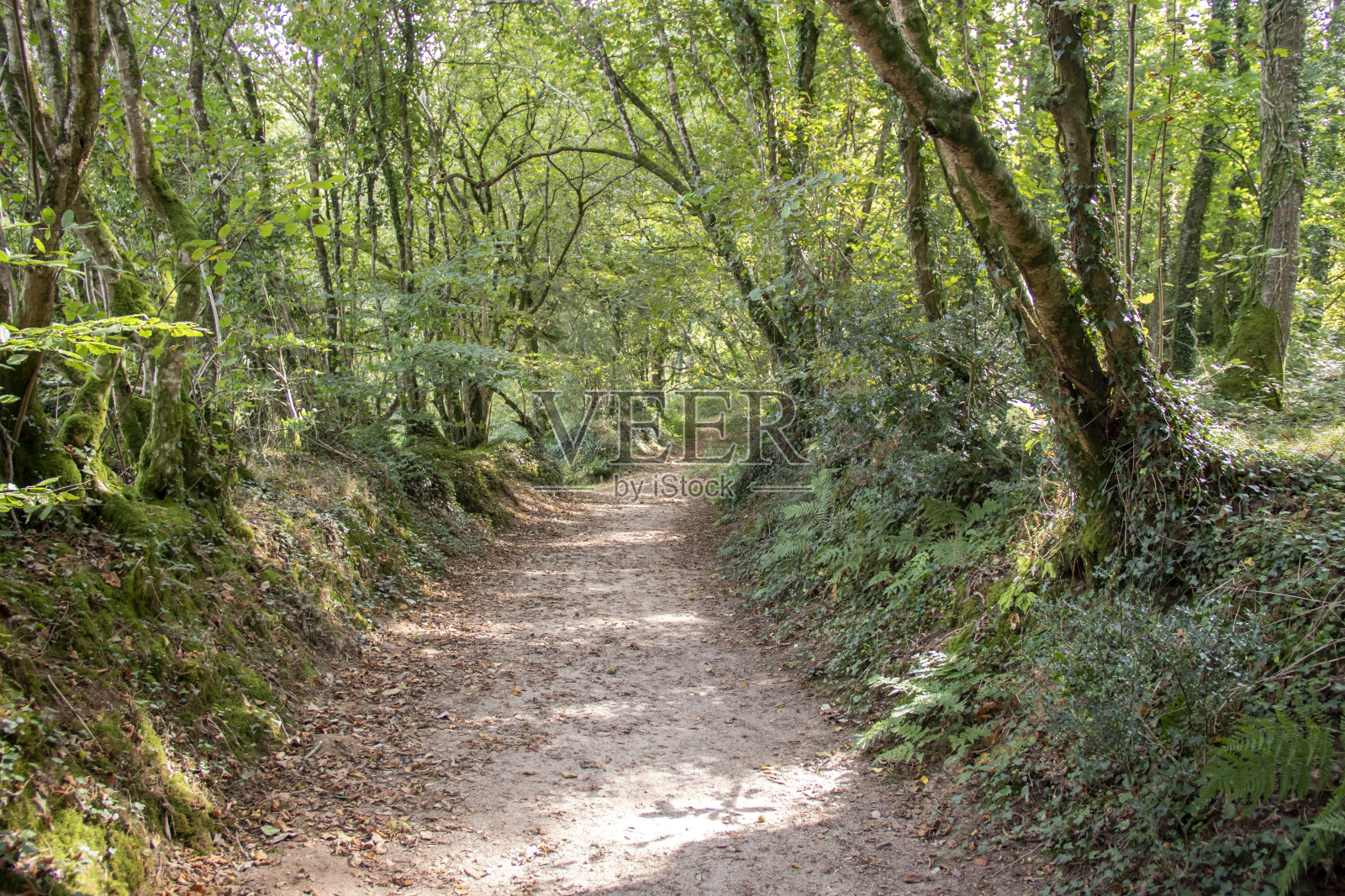 Commana先生。德雷奈克湖周围的森林小径。Finistere。布列塔尼照片摄影图片