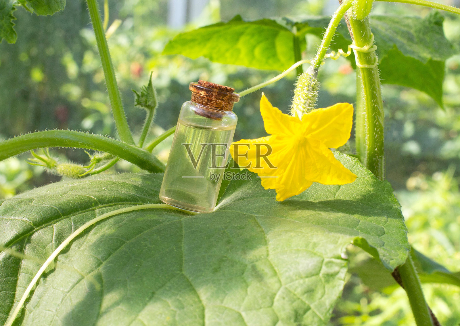 瓶子里有香水味的黄瓜,背景上有一棵琉璃苣植物,组成照片摄影图片