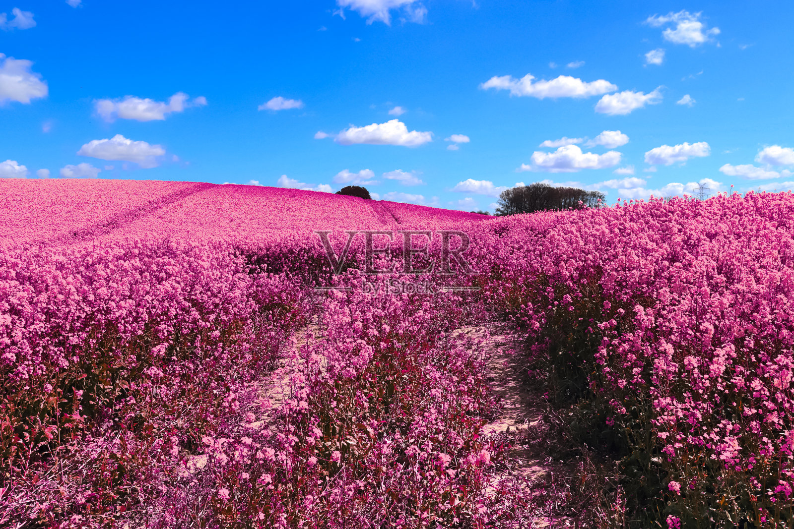 红外光超彩色拍摄开花油菜在蓝天与云。抽象的景观背景与复制空间。照片摄影图片