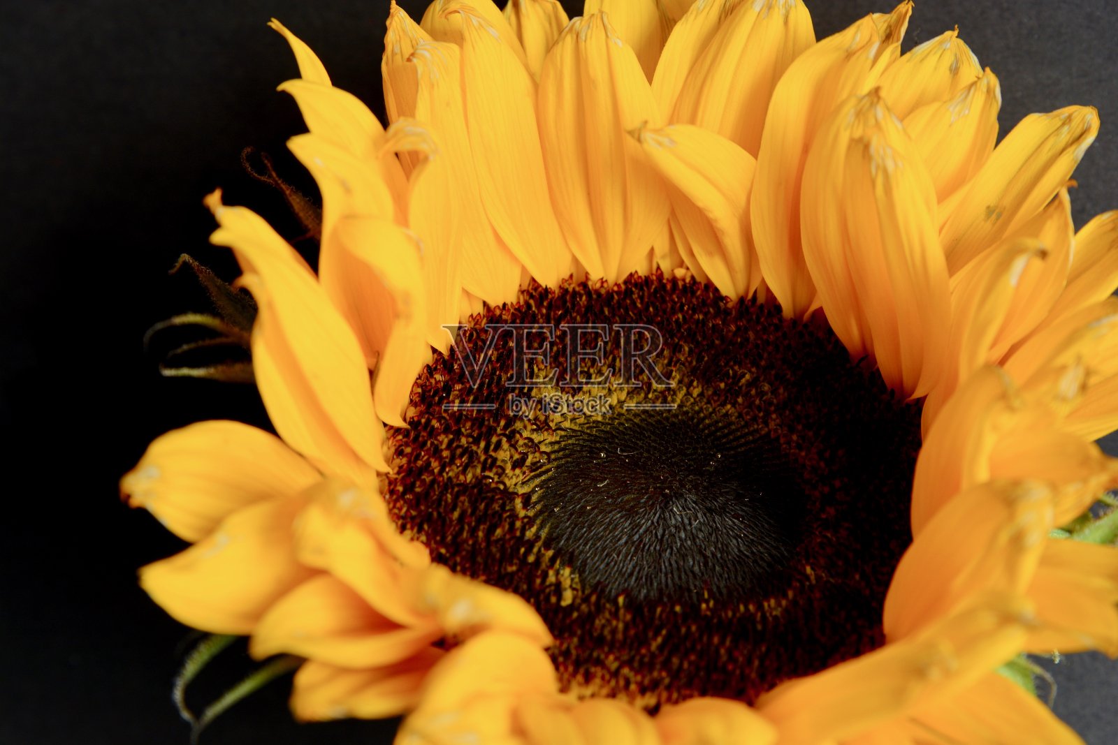 美丽的向日葵头,特写照片摄影图片