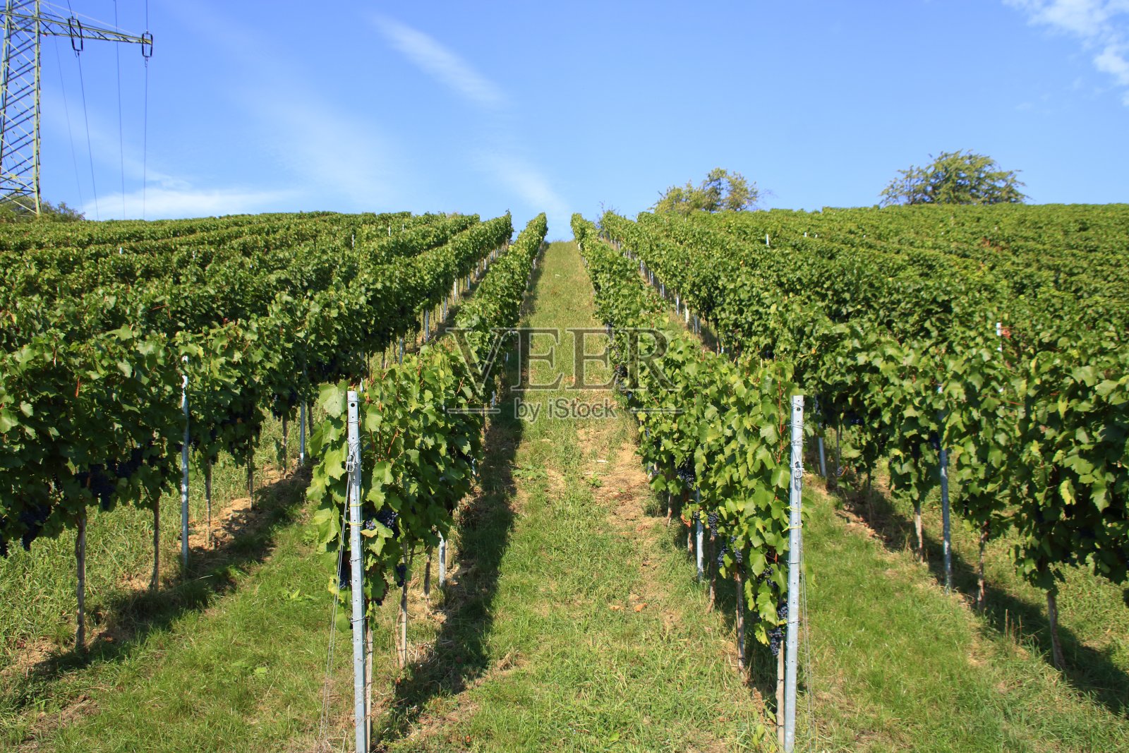 贝西海姆和恩兹附近的葡萄园照片摄影图片