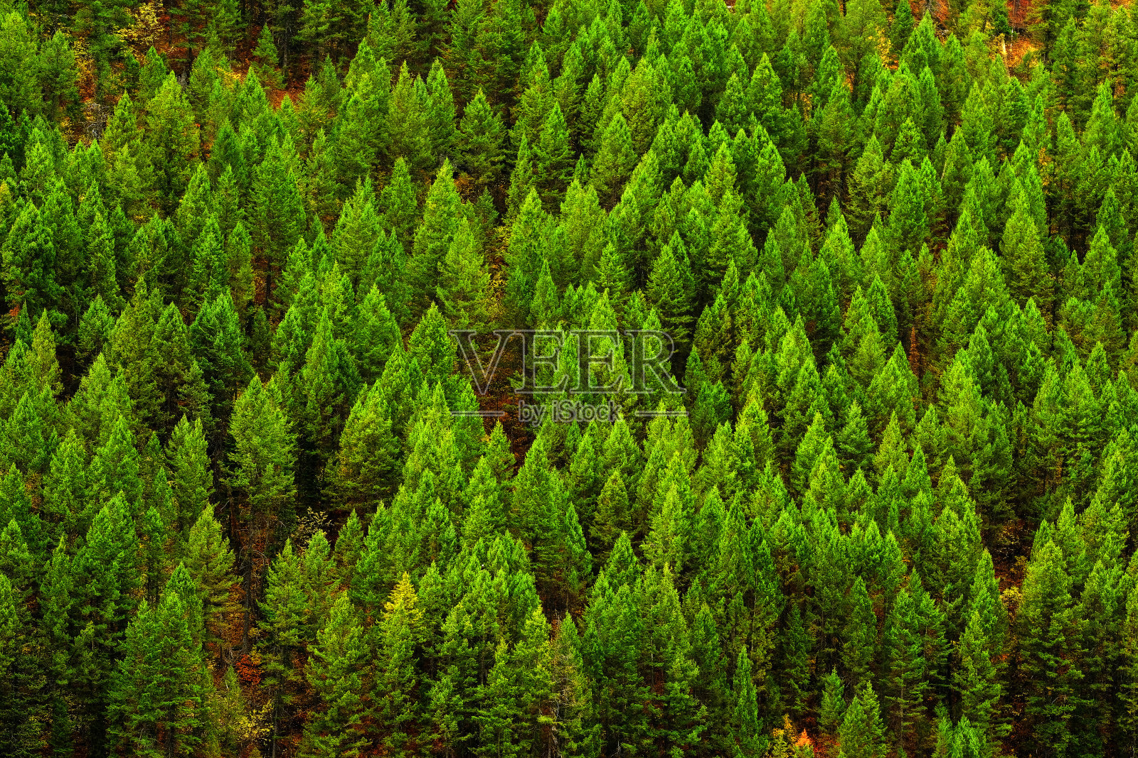 苍翠葱郁的松树林在荒山中照片摄影图片