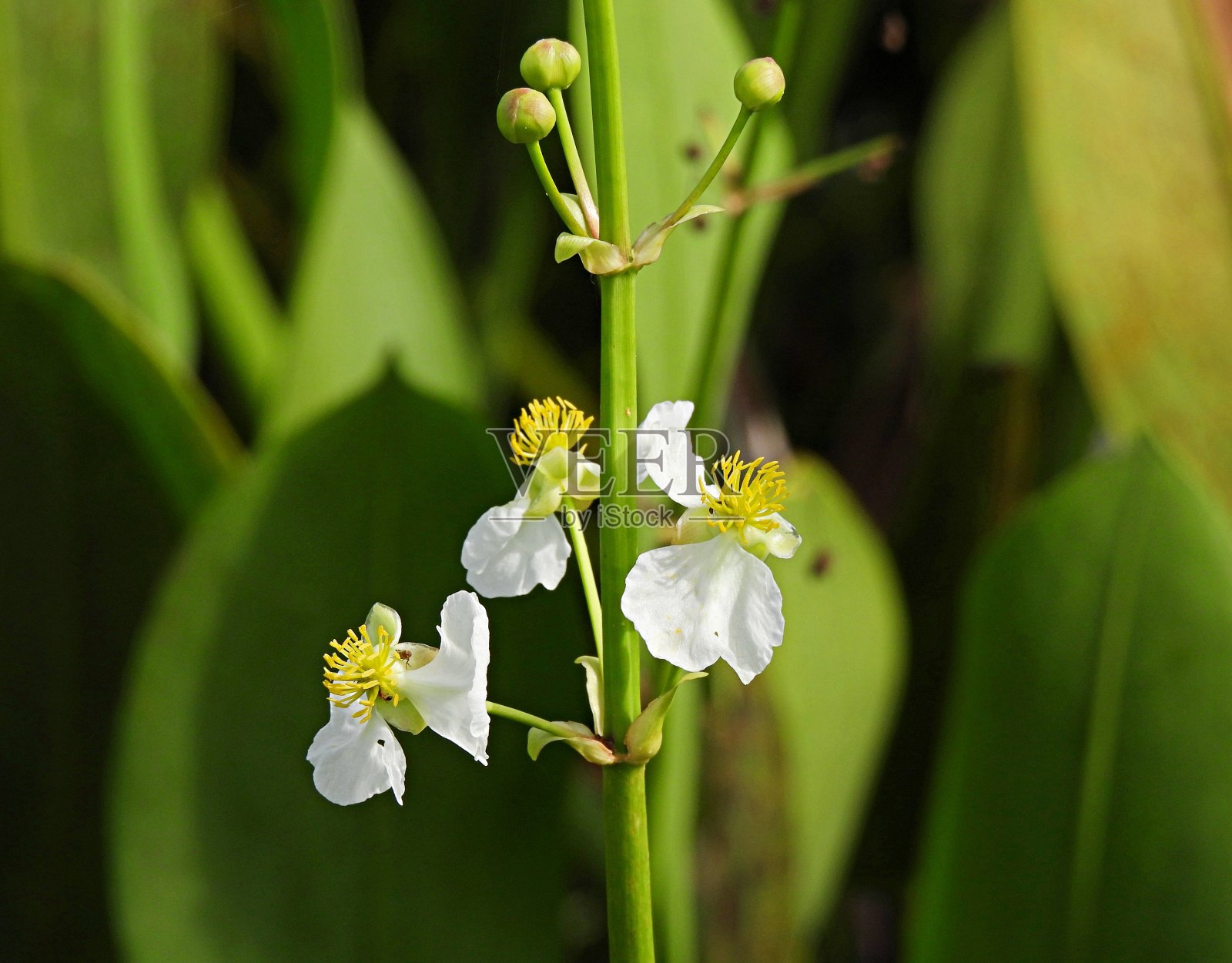 鸭薯(慈姑)花和未开放的芽照片摄影图片