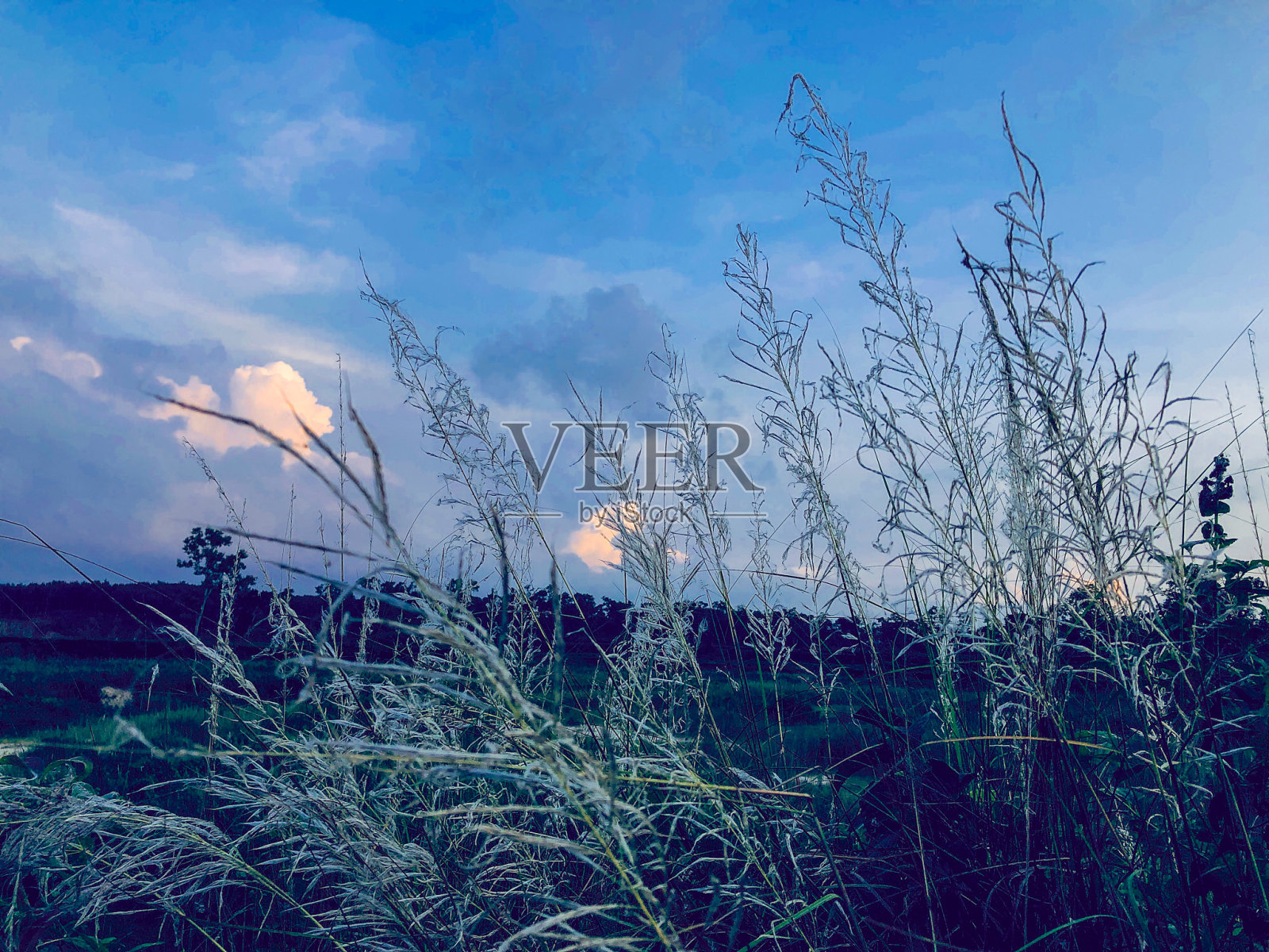 Sylhet,孟加拉国:2020年10月4日:这是一张自然照片照片摄影图片