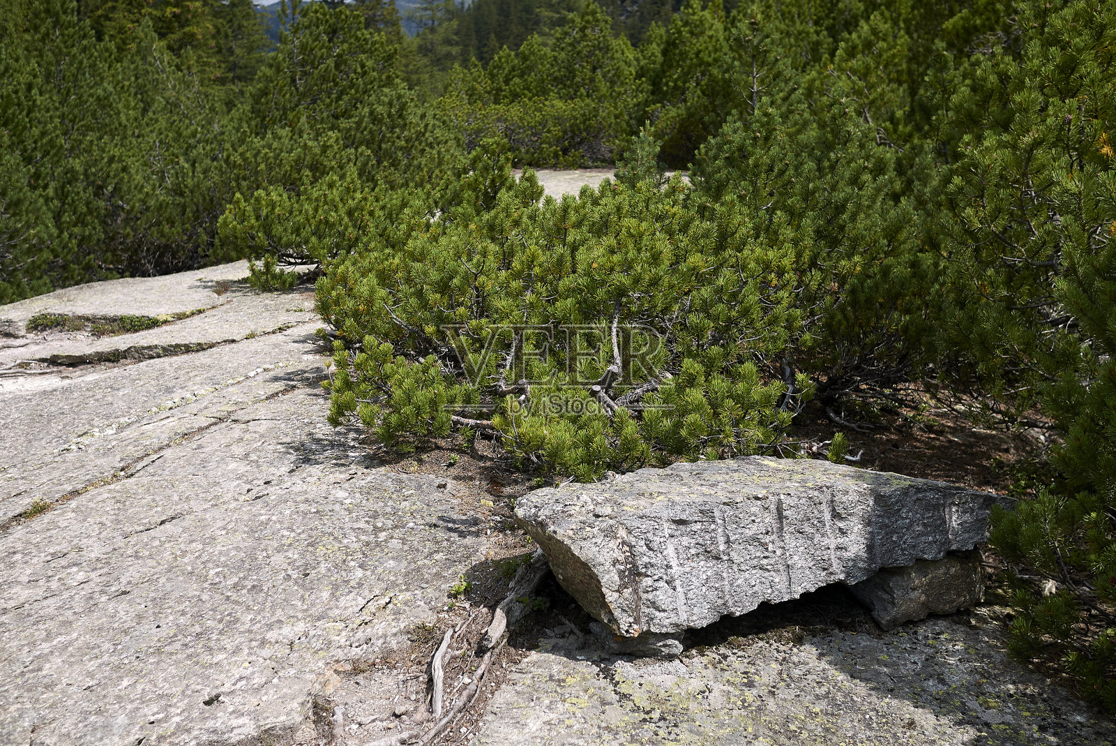 卡瓦格利亚冰川花园的巨盆照片摄影图片