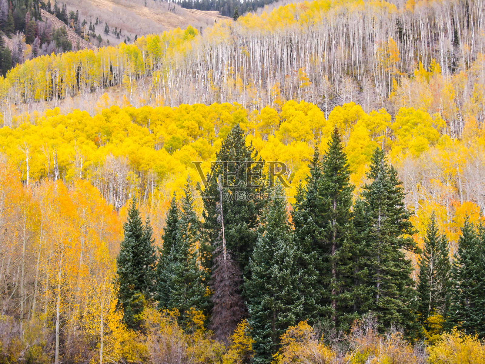 绿色的道格拉斯冷杉在森林++++的金色白杨树照片摄影图片
