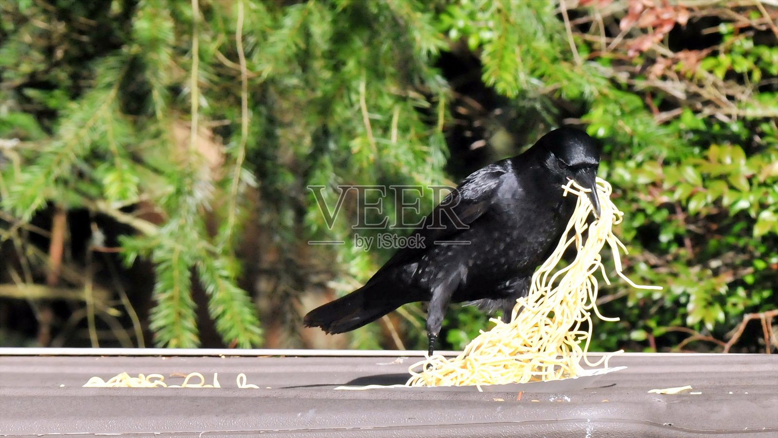 乌鸦以东意大利面条照片摄影图片