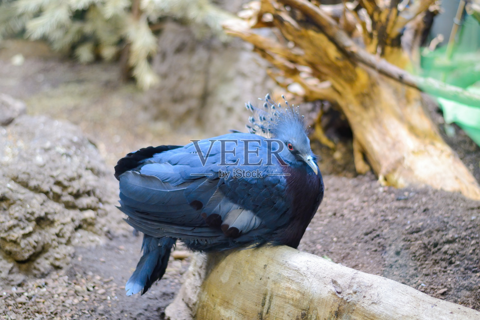 蓝色,热带鸽子古拉维多利亚。照片摄影图片