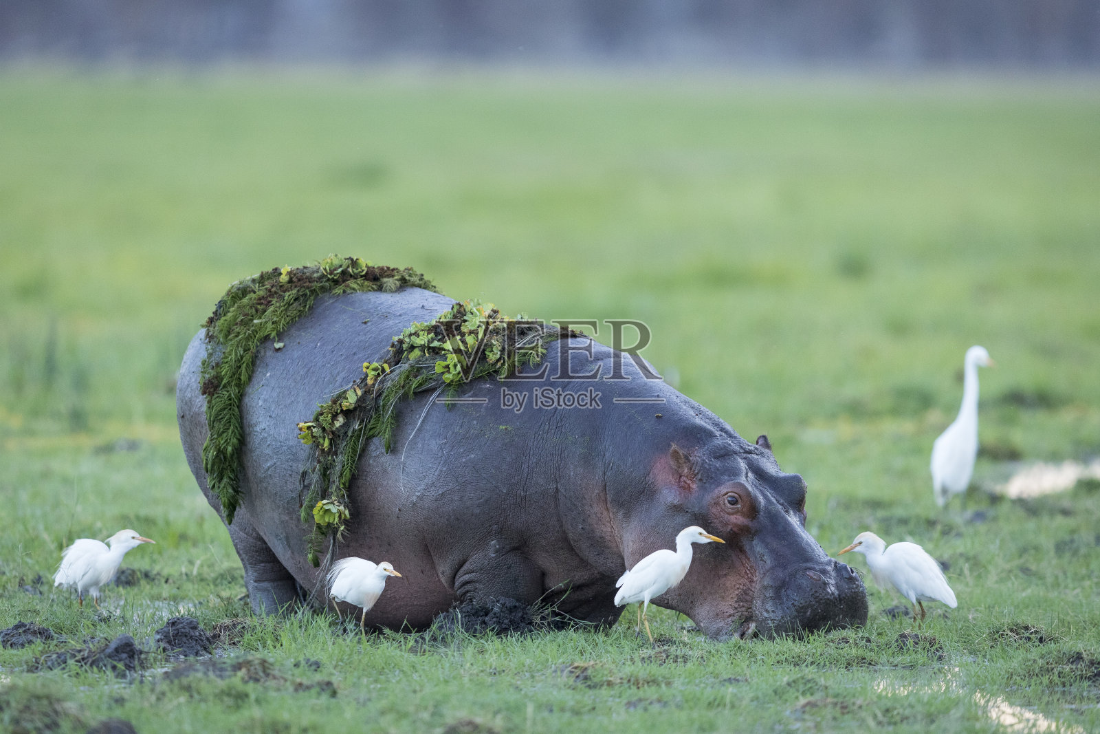 肯尼亚安博塞利,一只成年河马离开了水,背上长着绿色植物照片摄影图片