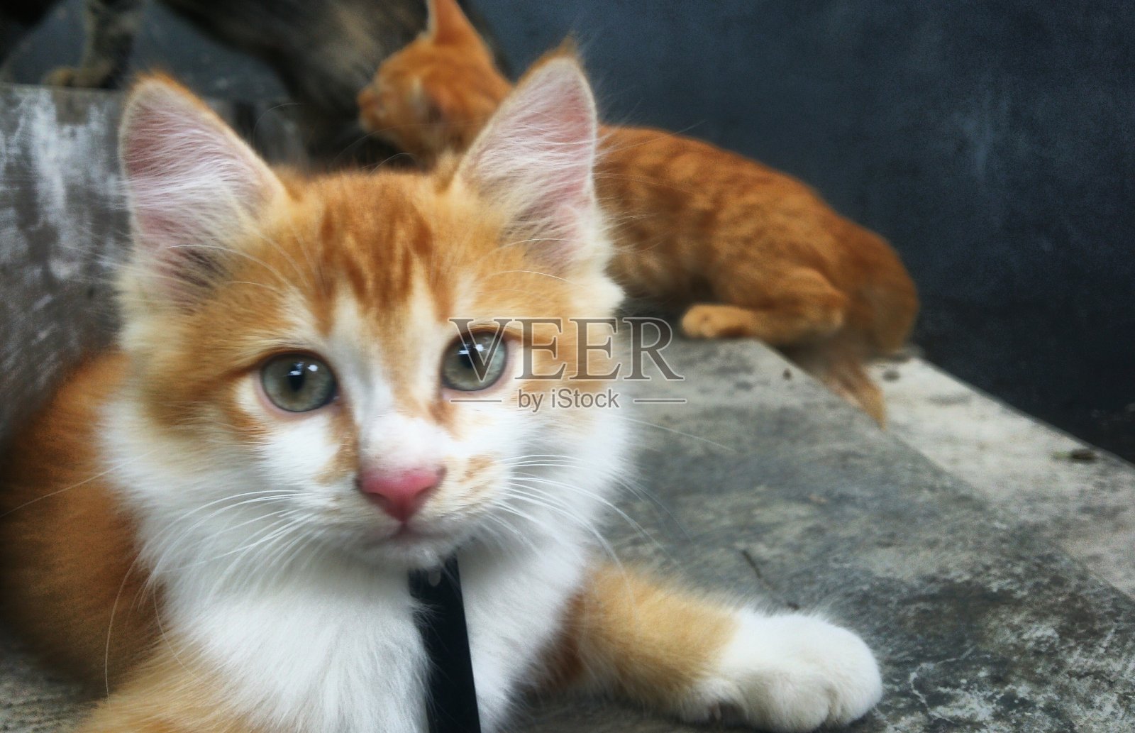 家猫特写照片摄影图片