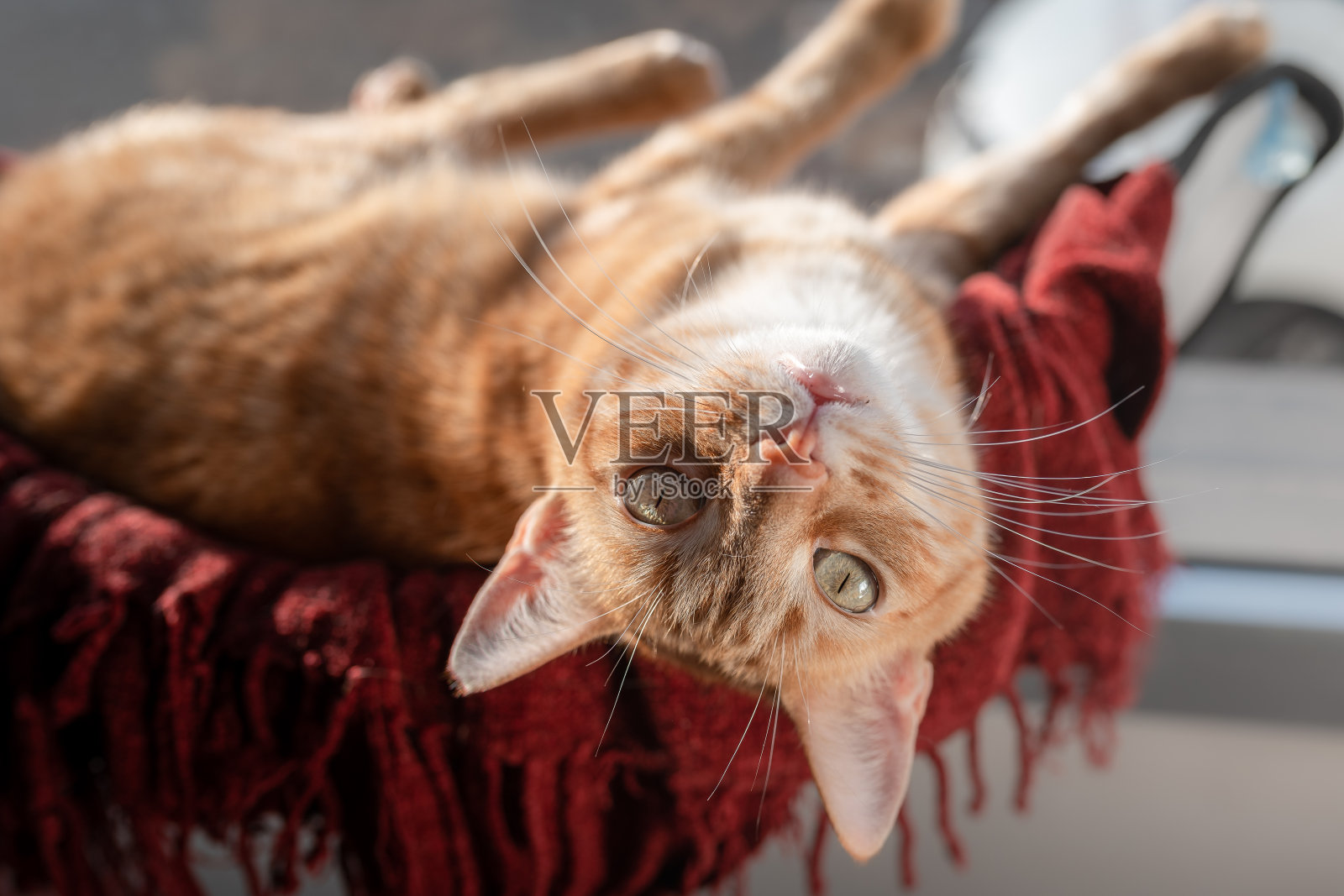 一只绿眼睛的棕色虎斑猫躺在窗边的吊床上照片摄影图片