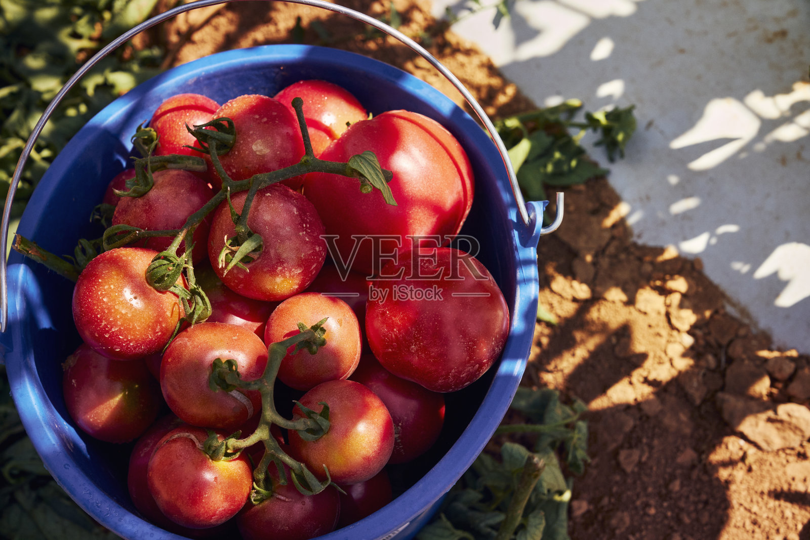 大规模的蔬菜生产。西班牙马略卡岛的番茄田。2020年夏天照片摄影图片