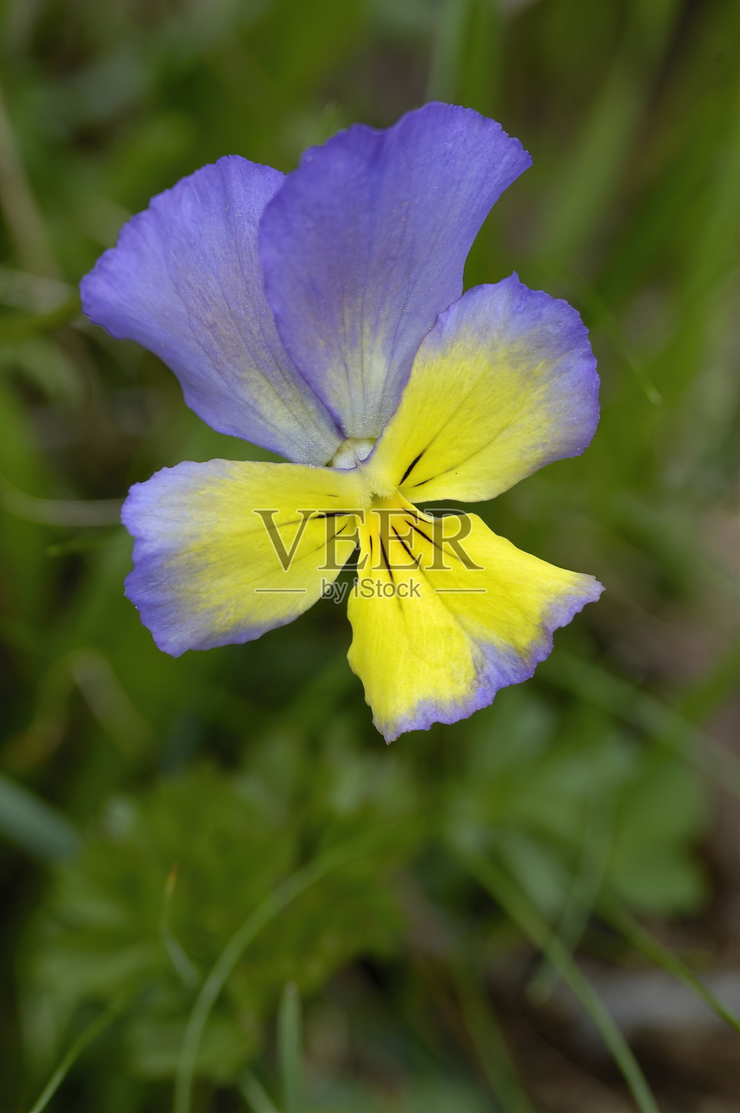 堇型花照片摄影图片