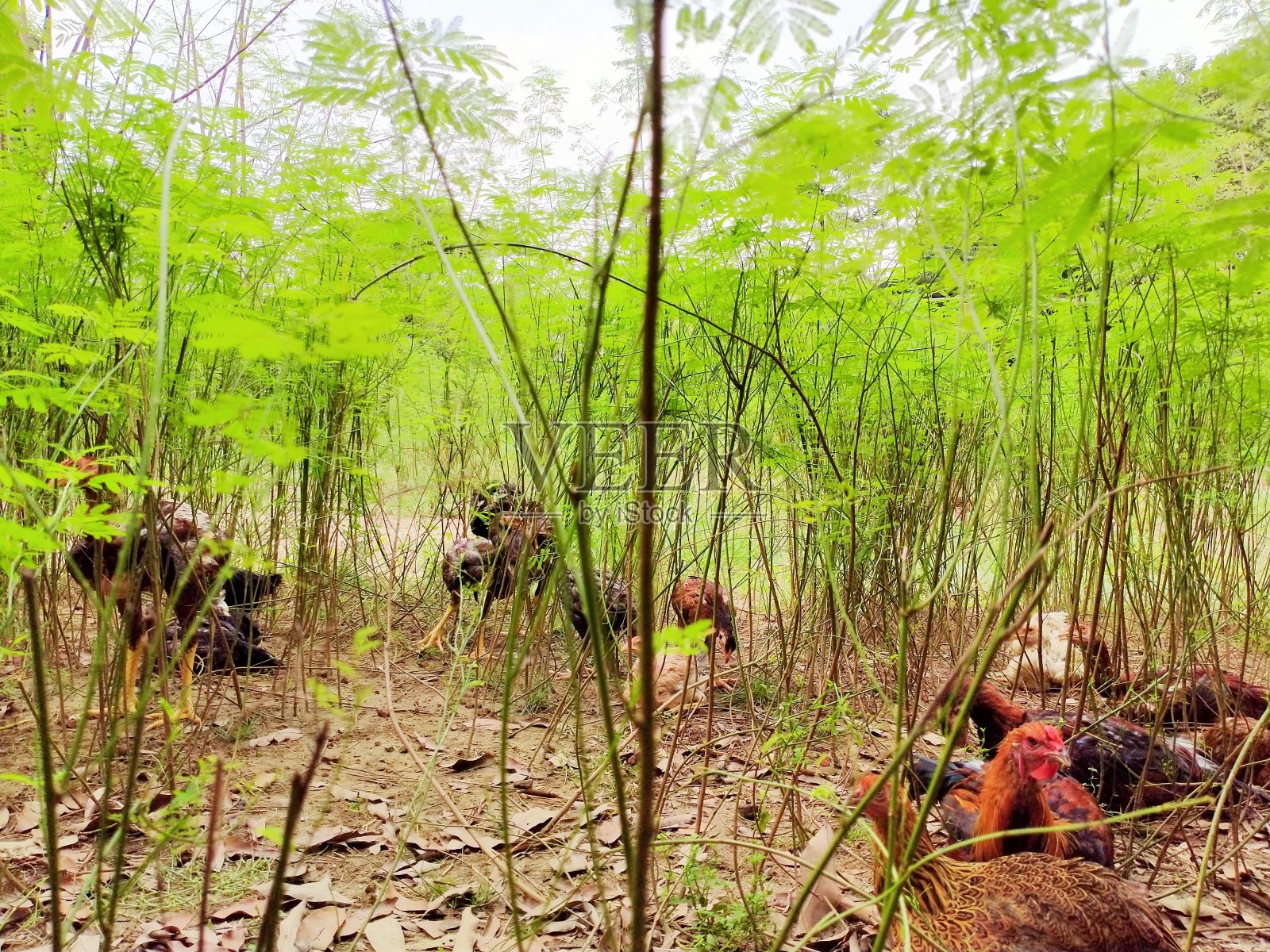 旋塞休息照片摄影图片