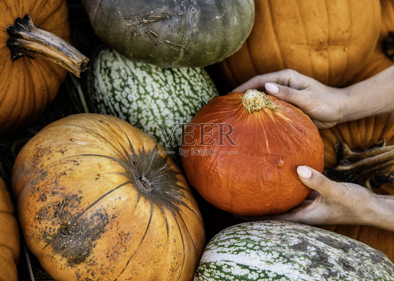 农民市场的南瓜照片摄影图片