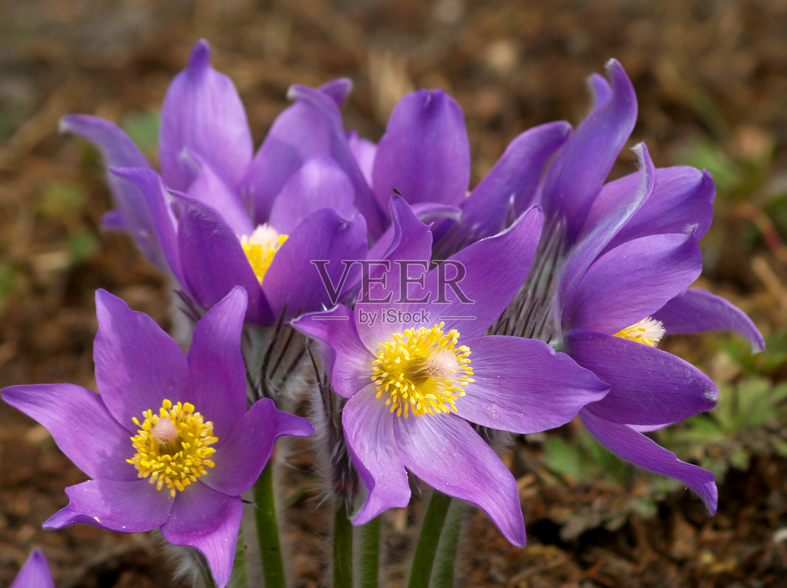 不花。照片摄影图片