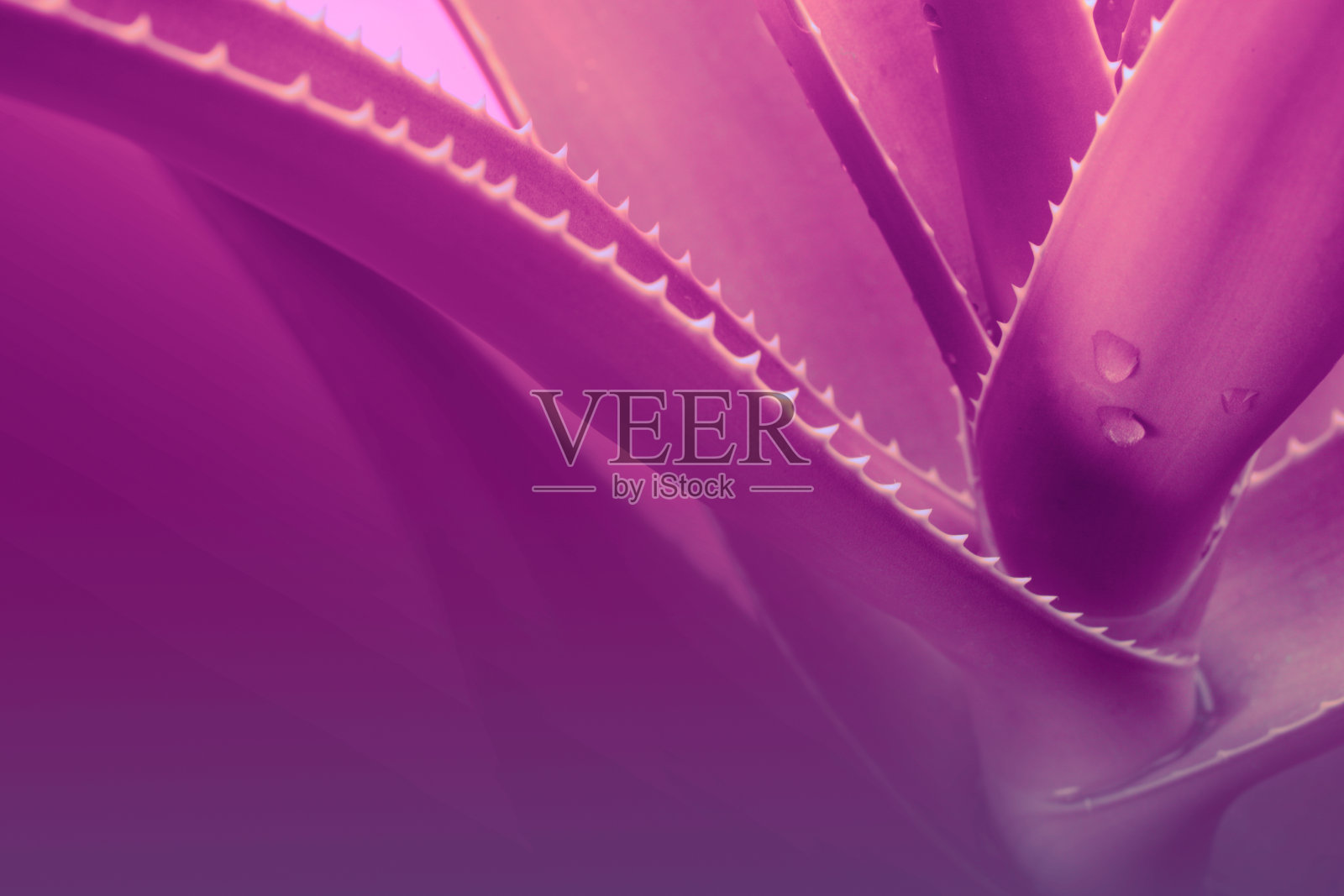 带有水滴的丁香芦荟叶子。自然背景。照片摄影图片