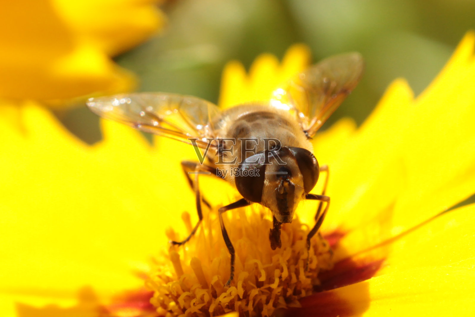 粘粘的Eristale -顽强的Eristale -鼠尾虫(Eristalis tenax)照片摄影图片