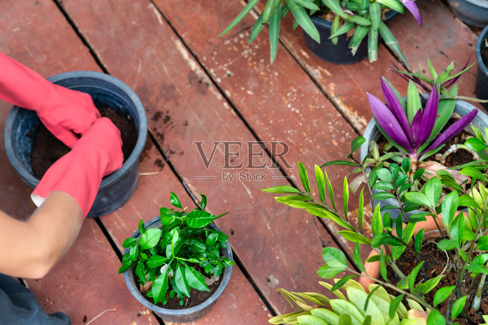 戴着粉色手套的妇女在花盆里准备土壤照片摄影图片