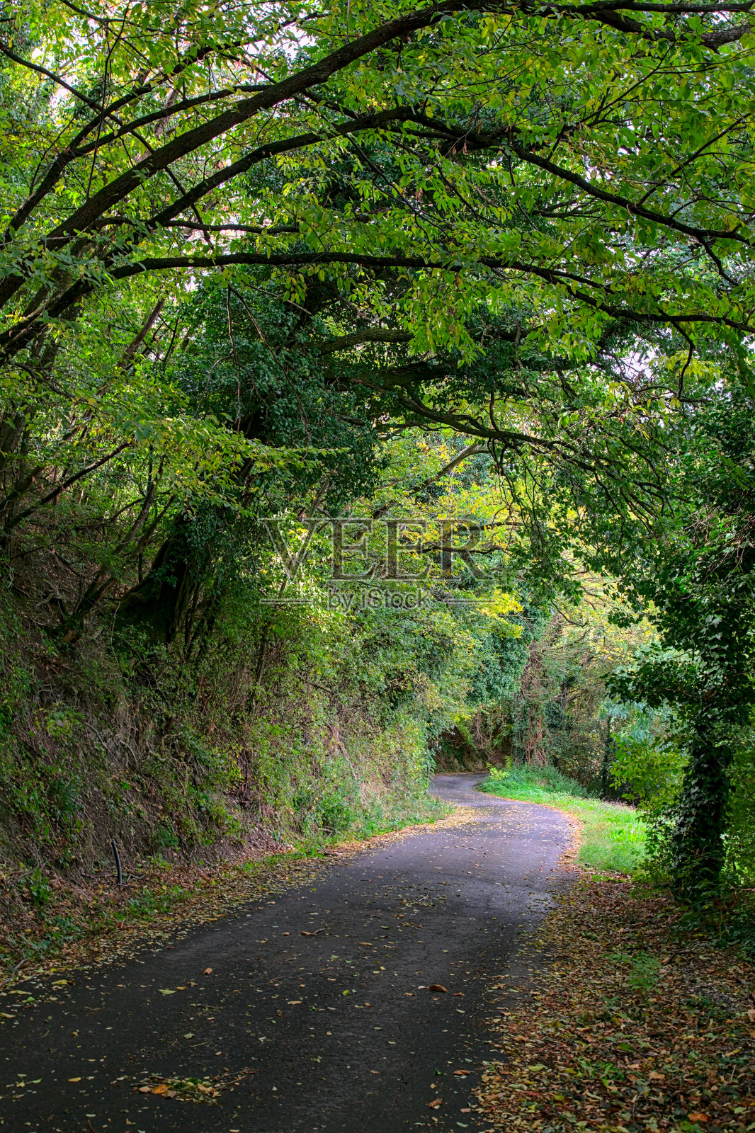 初秋的树林里的一条路照片摄影图片