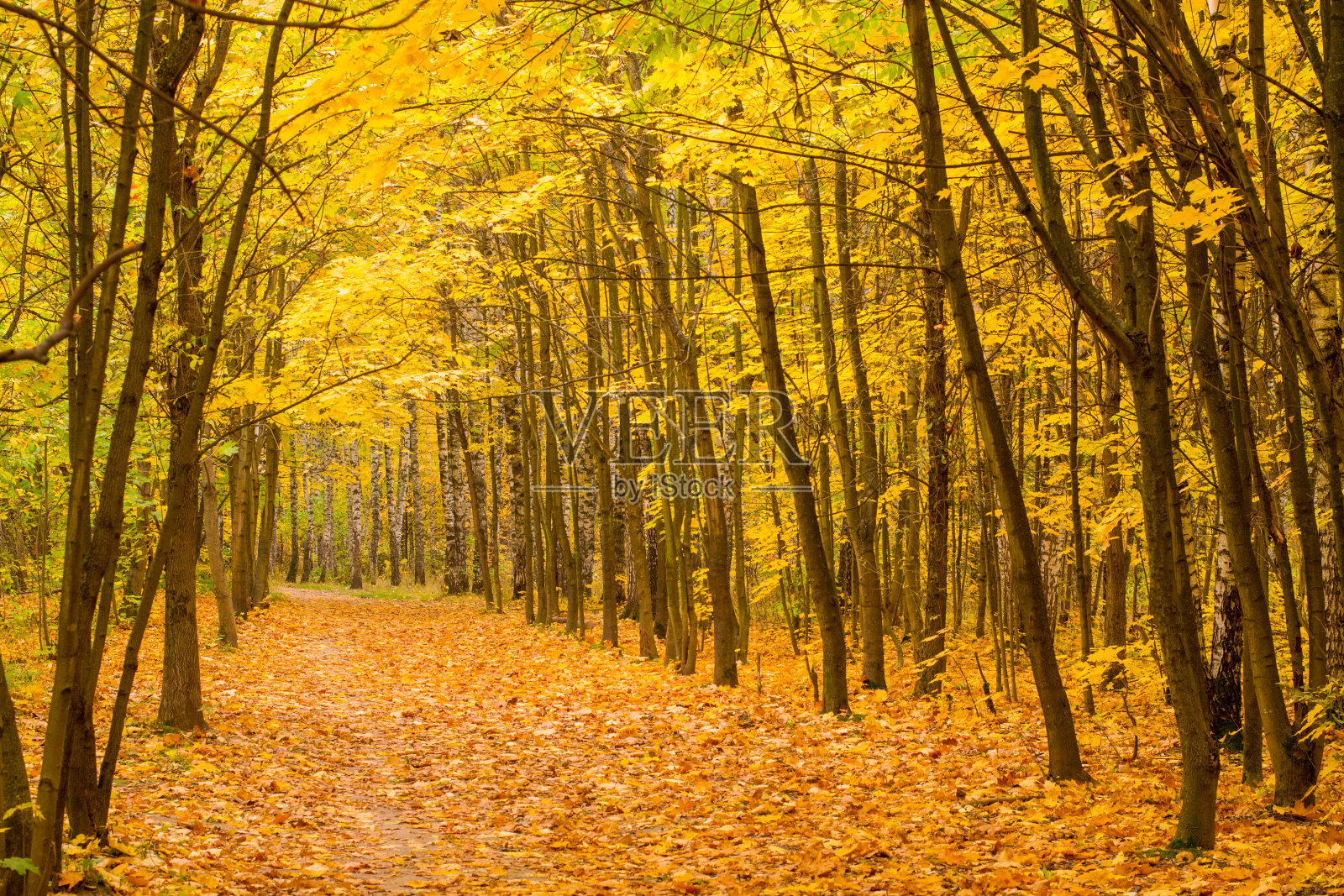 秋天的森林。冬天前的黄色森林。照片摄影图片